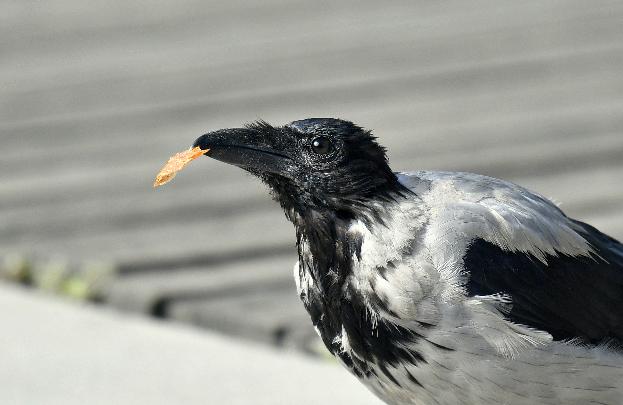 Nikon Nikkor AF-S 300mm F4E PF ED VR sample photo. By means of the independence... photography