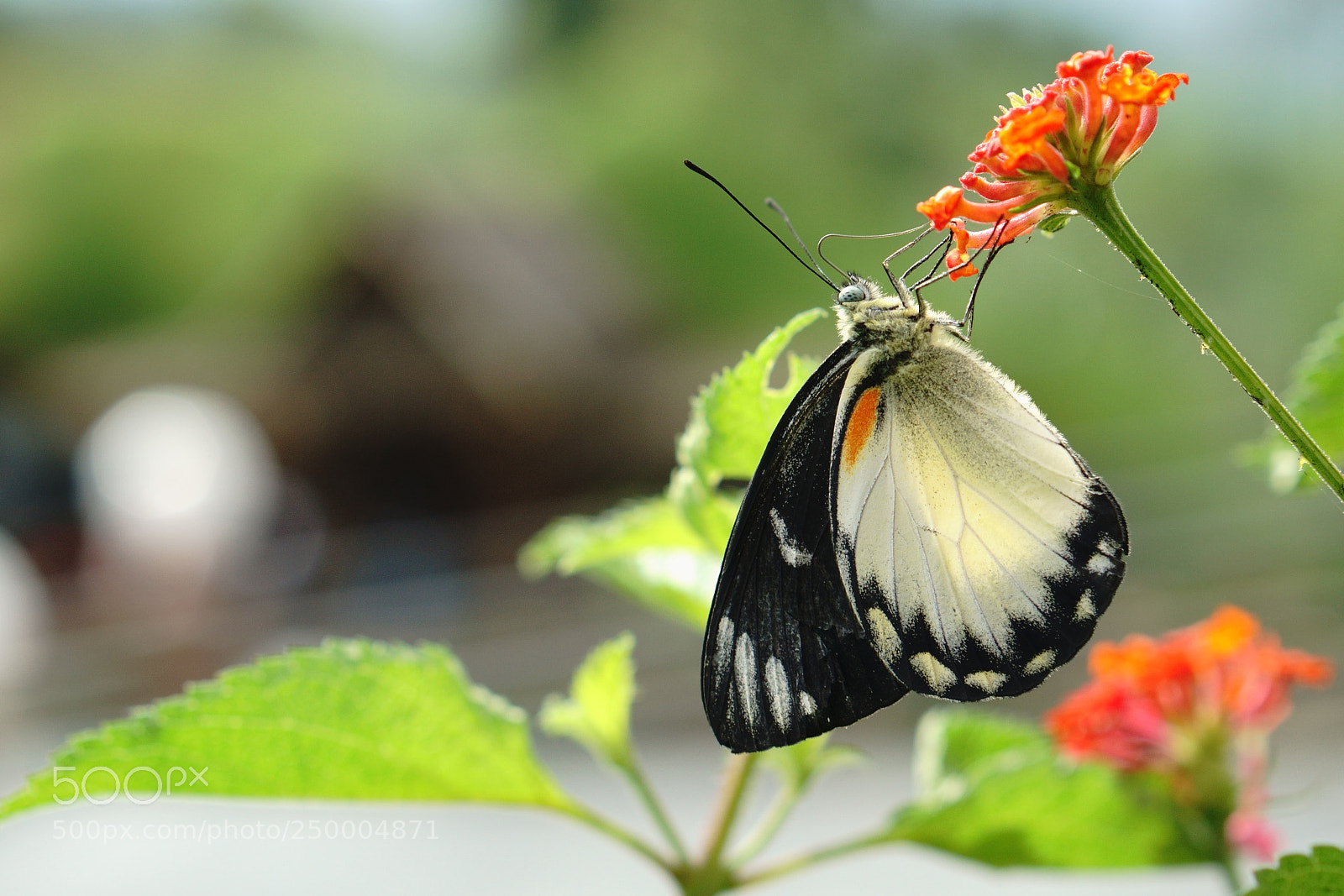 Sony a6000 sample photo. Megamendung butterfly photography