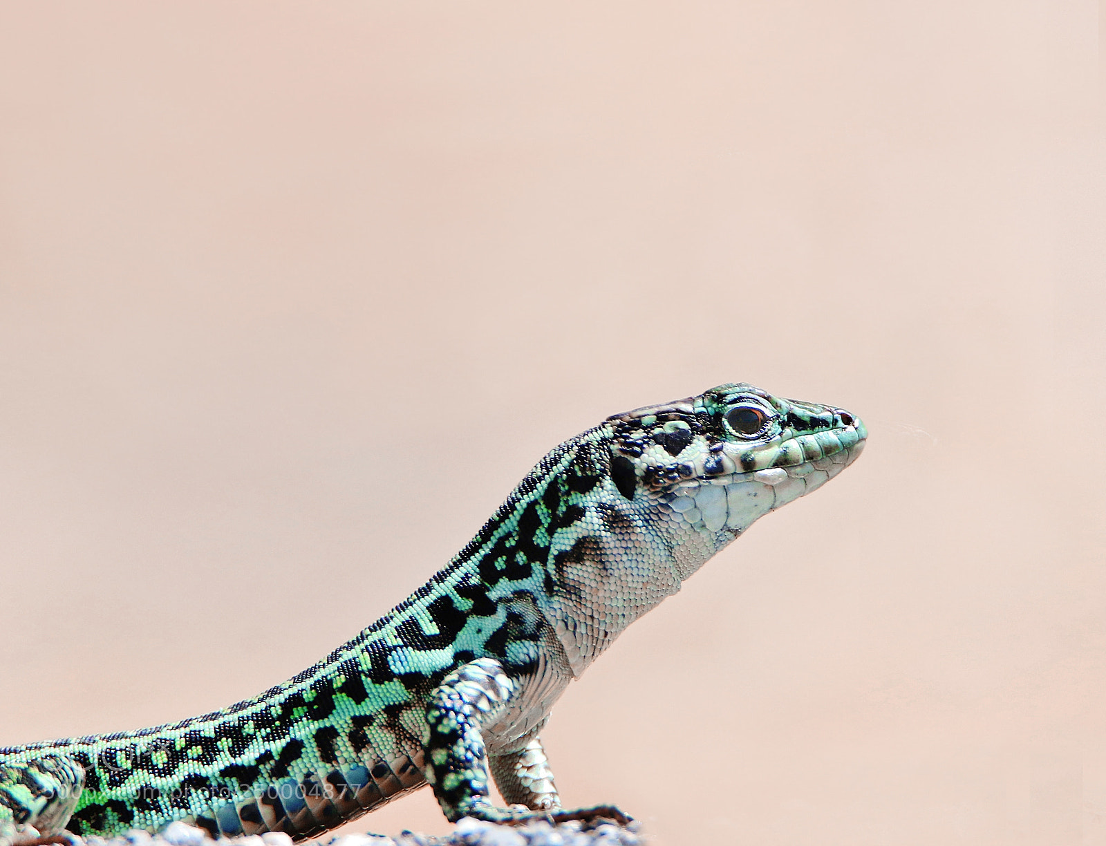 Canon EOS 70D sample photo. Il piccolo drago photography