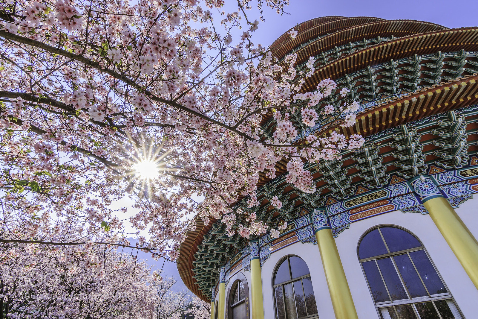 Canon EOS 70D sample photo. Cherry blossoms
 photography