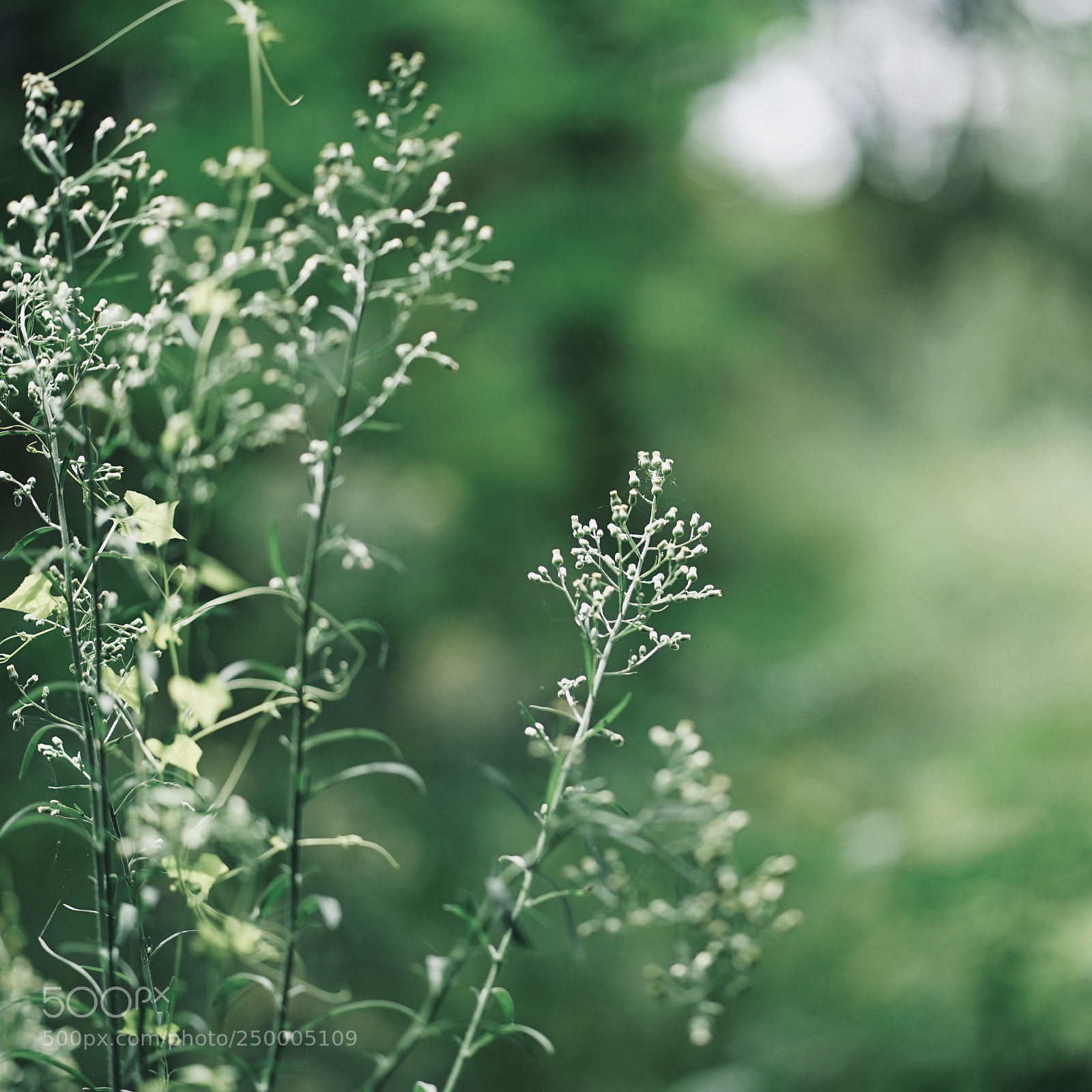 Sony a7 sample photo. Untitled#6 photography