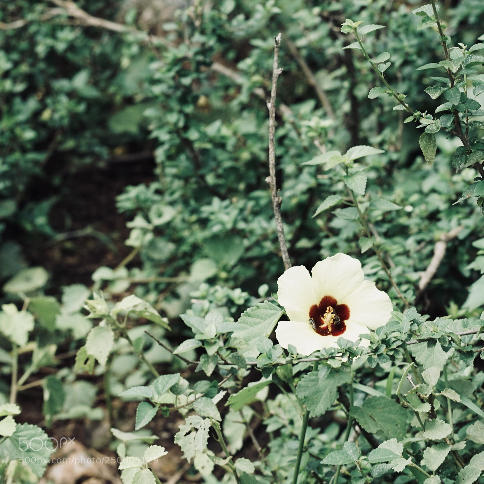 Sony a7 sample photo. Untitled#3 photography