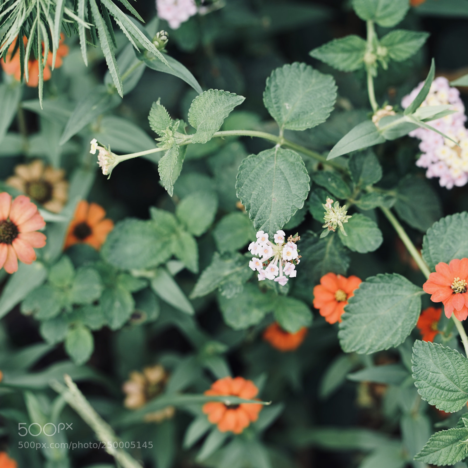 Sony a7 sample photo. Untitled#1 photography