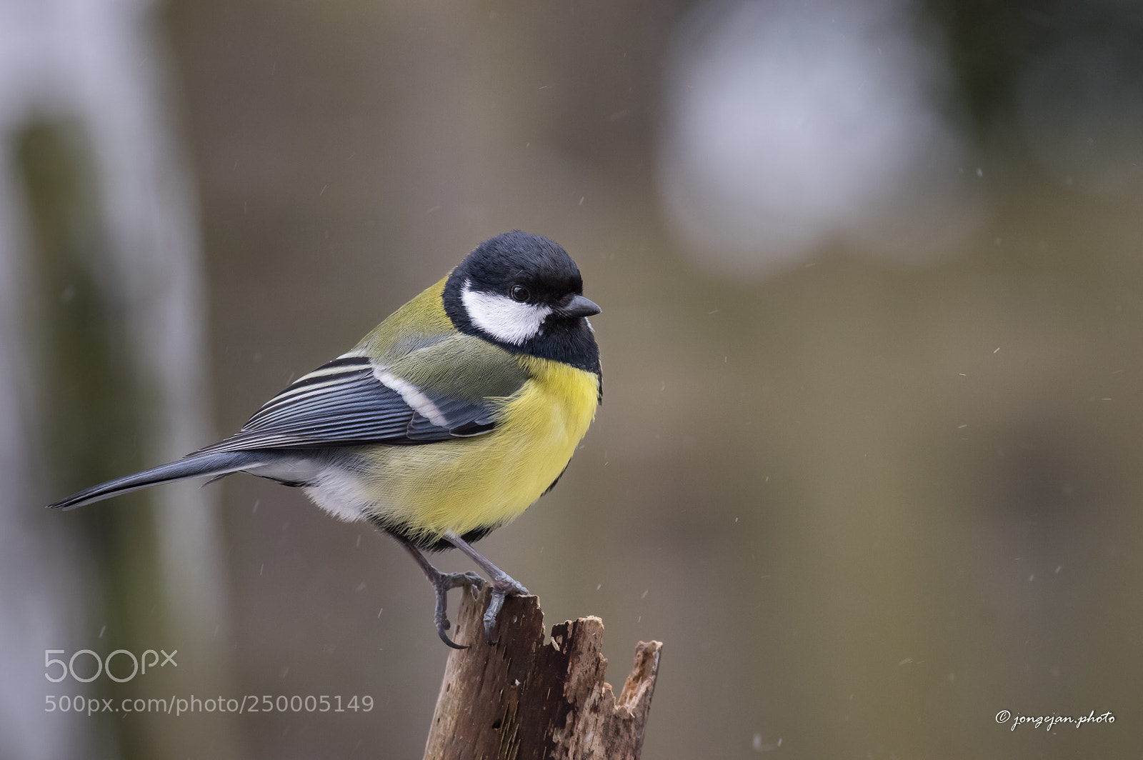 Pentax K-3 II sample photo. Great tit photography