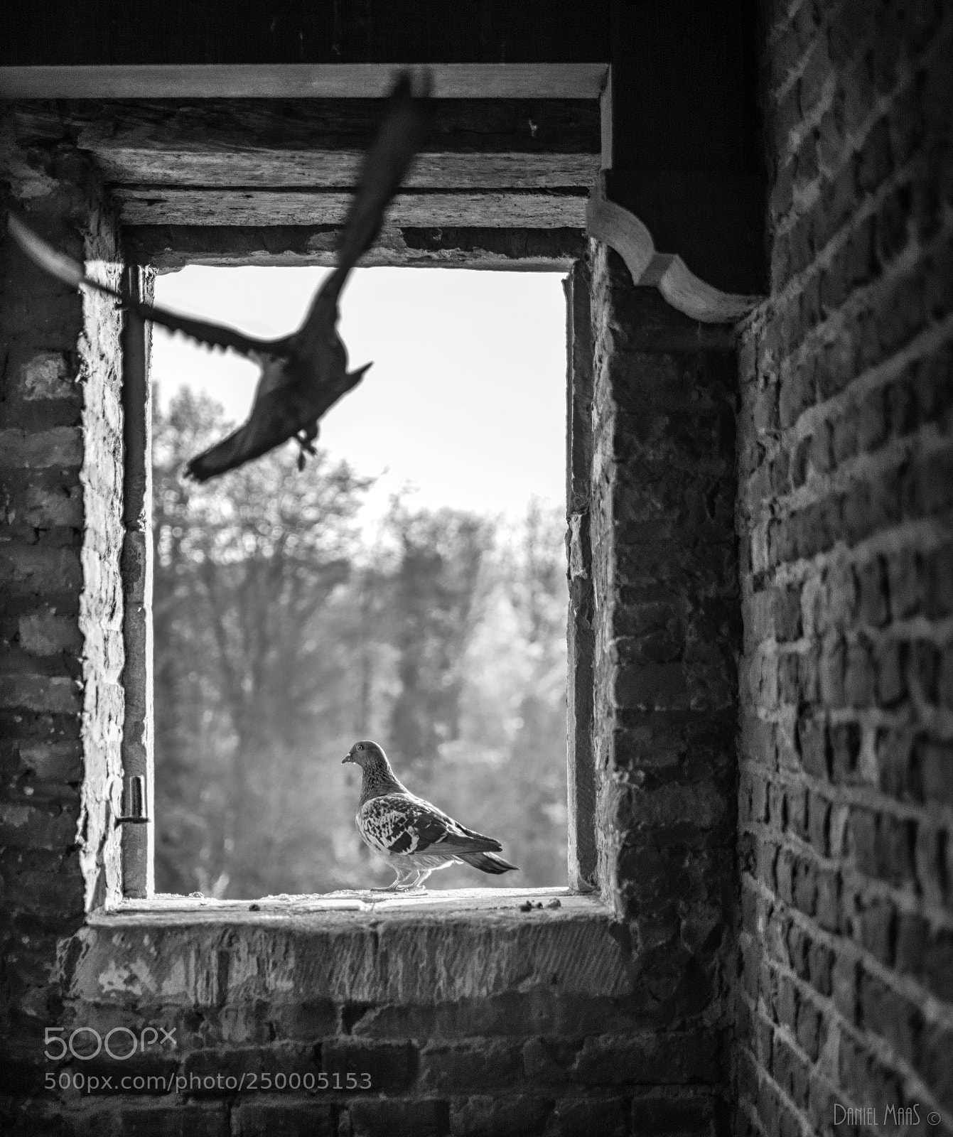 Nikon D7100 sample photo. The dove in the photography