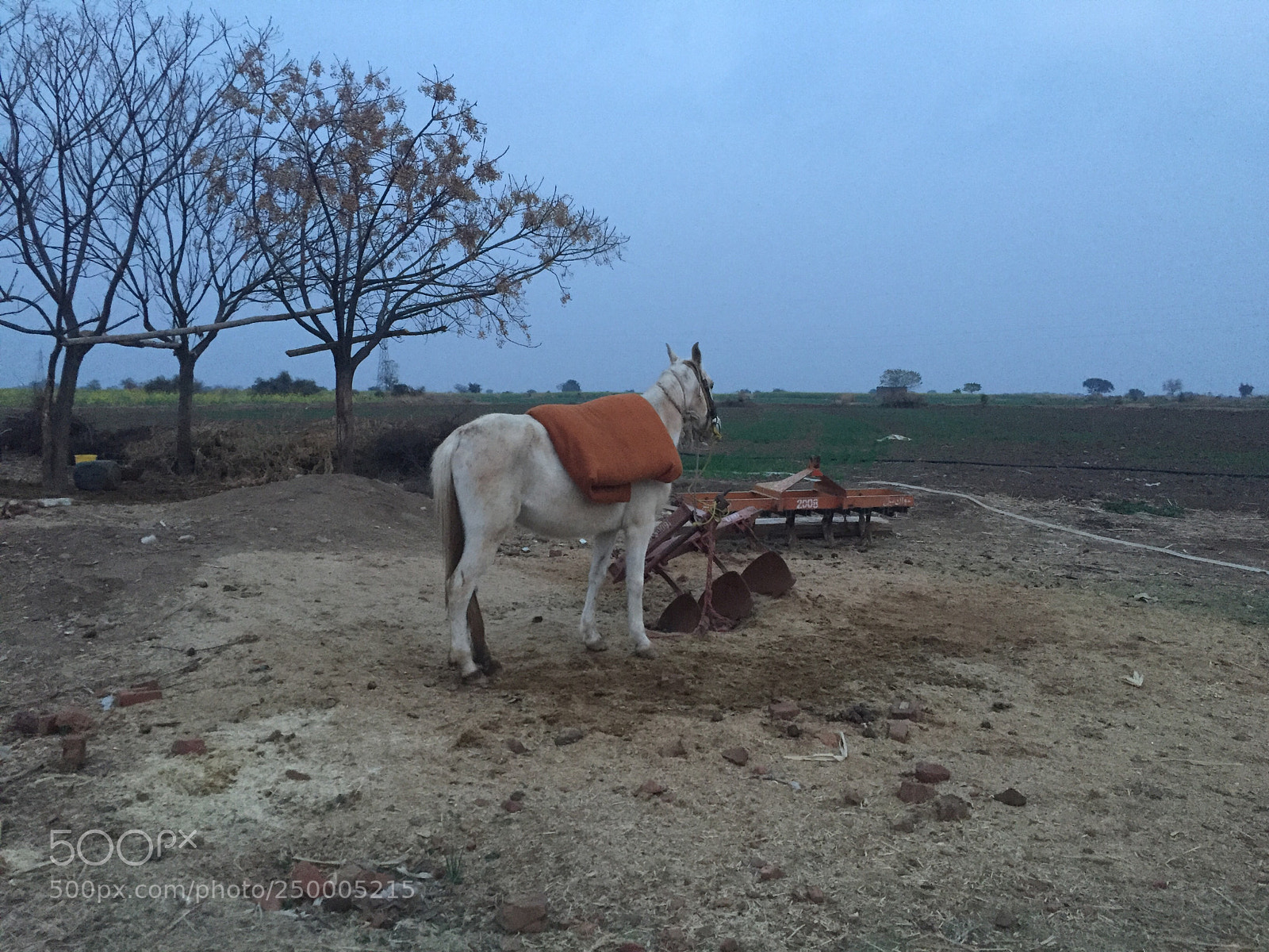 Apple iPhone 6 sample photo. Untitled photography