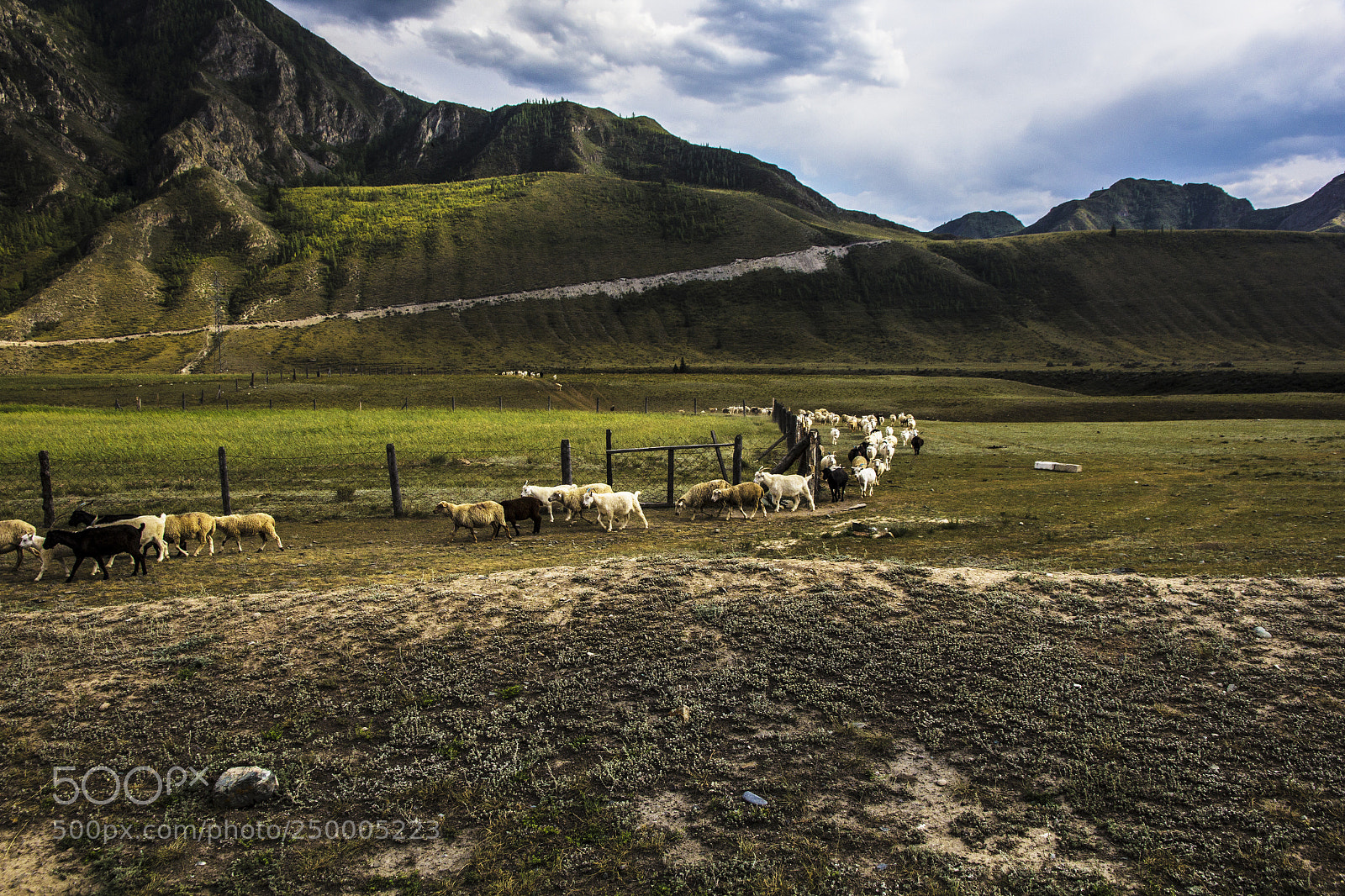 Canon EOS 60D sample photo. Road in deep altai photography
