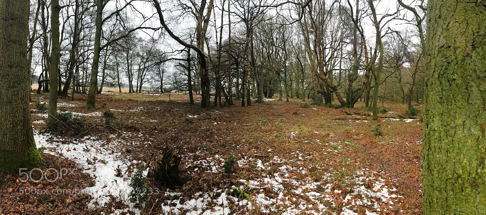 Apple iPhone 7 sample photo. Walk in the woods photography
