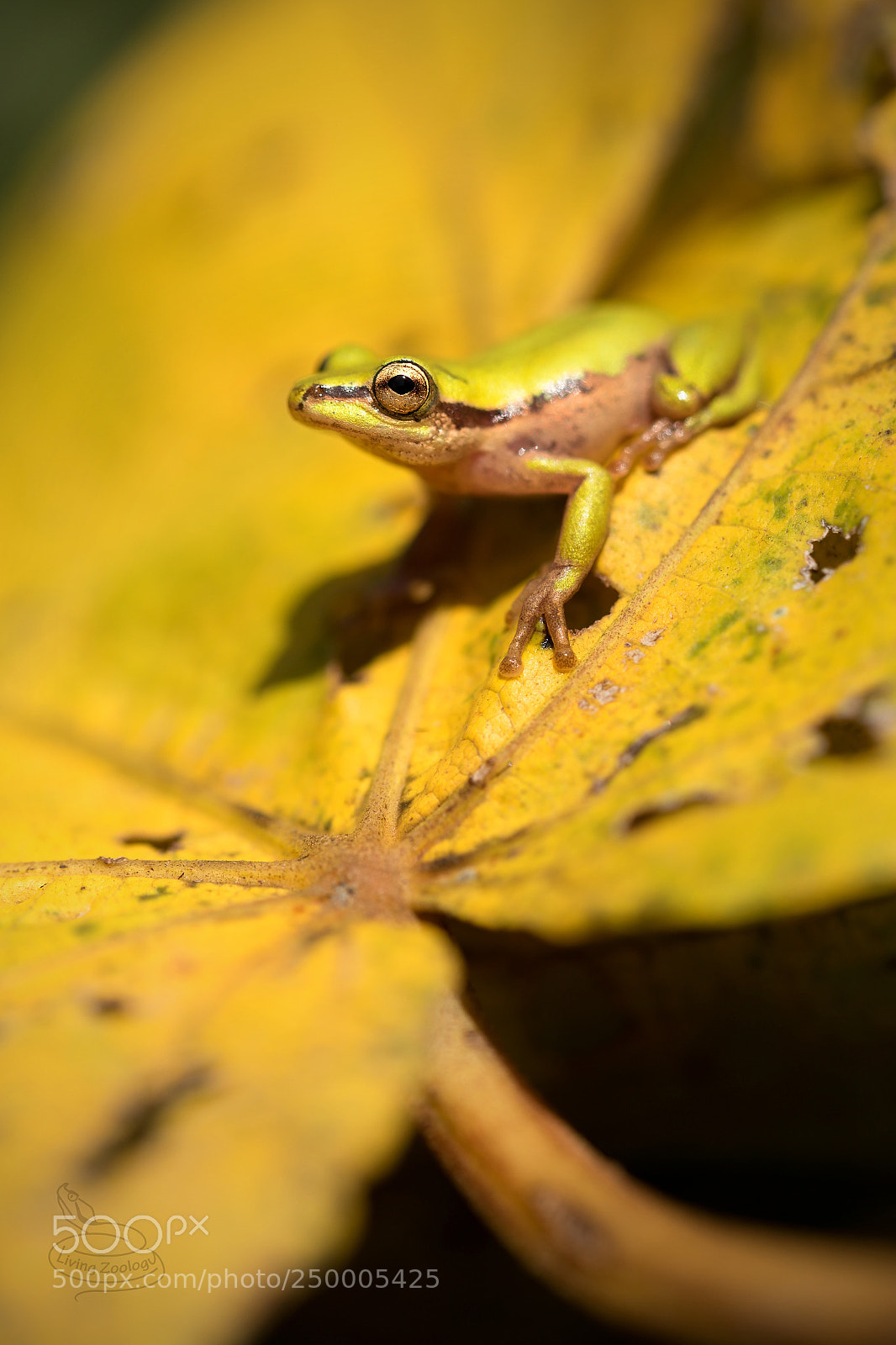 Nikon D750 sample photo. Reed frog (hyperolius kivuensis) photography