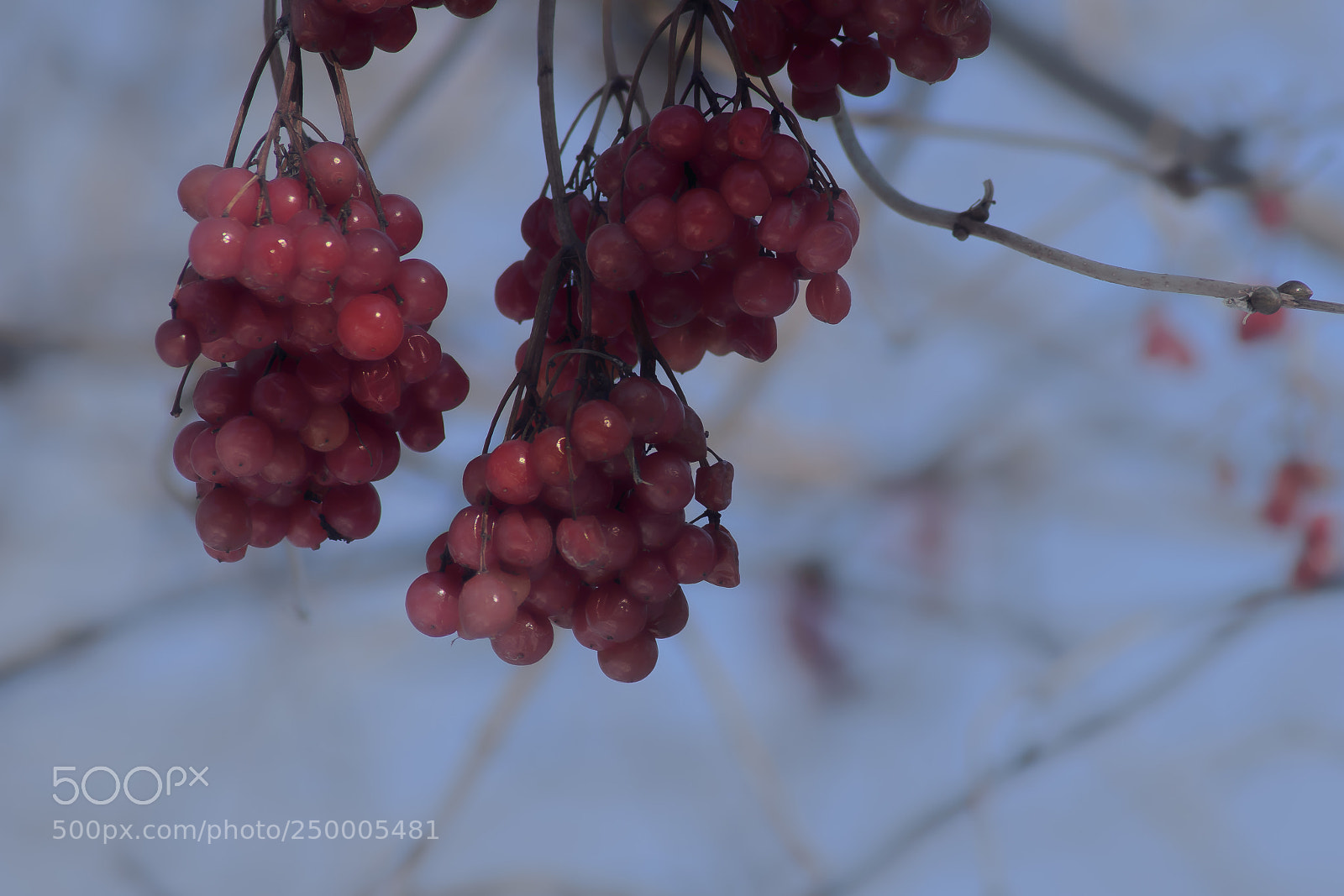 Nikon D3400 sample photo. Berries in march photography