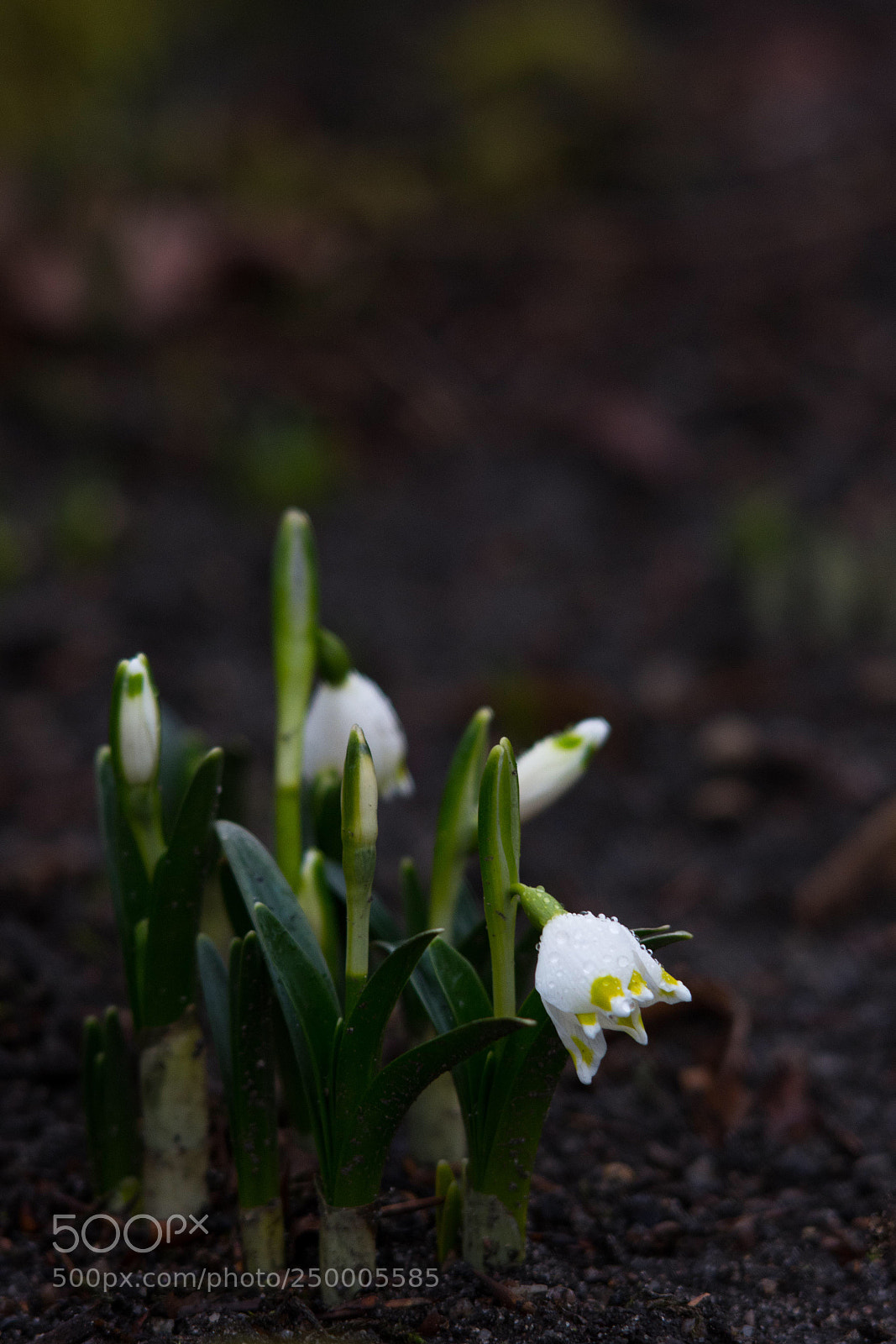 Nikon D7200 sample photo. Spring photography