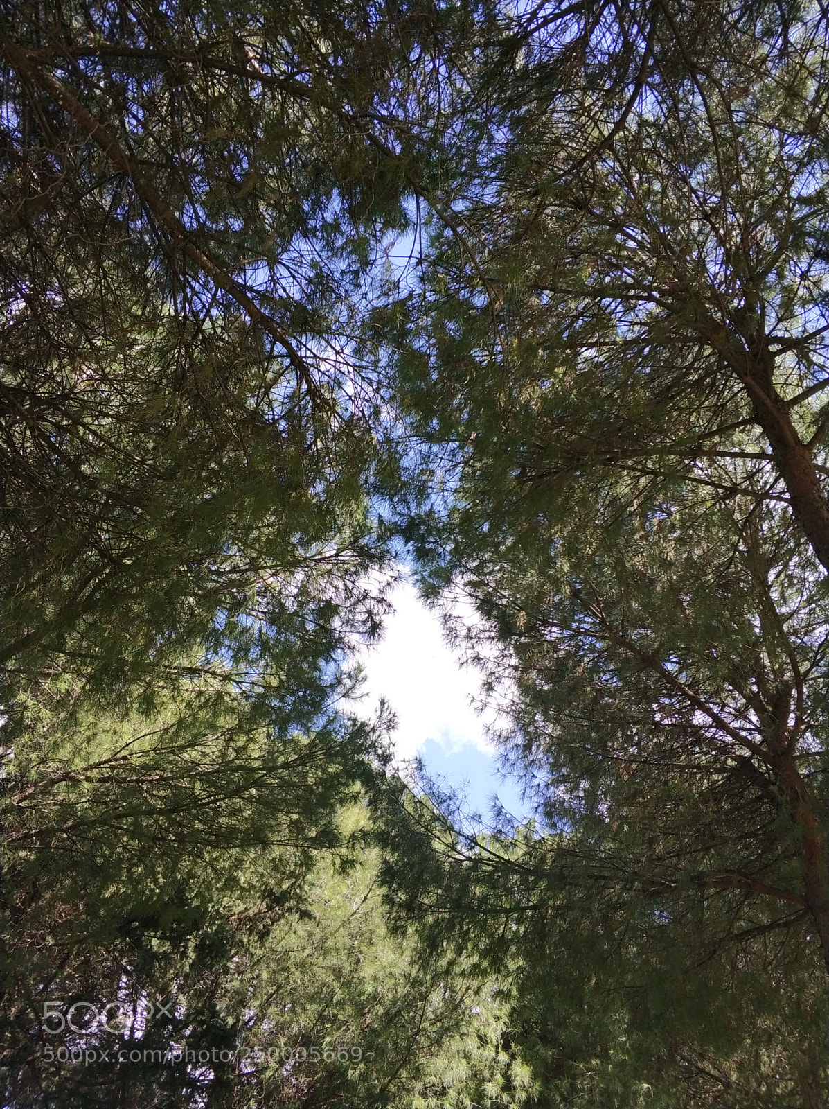 Xiaomi MI6 sample photo. Untitled photography
