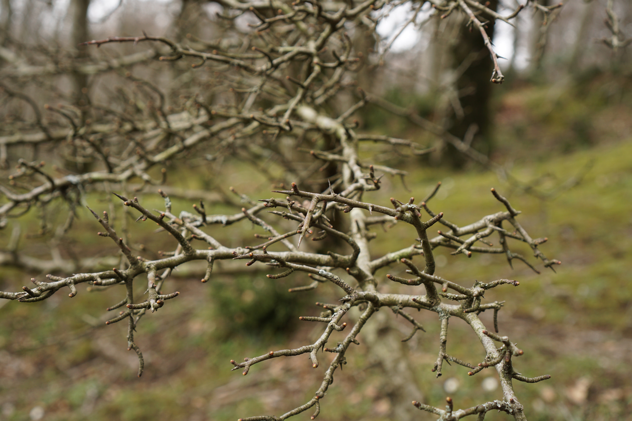 Sony E 35mm F1.8 OSS sample photo. Branches photography