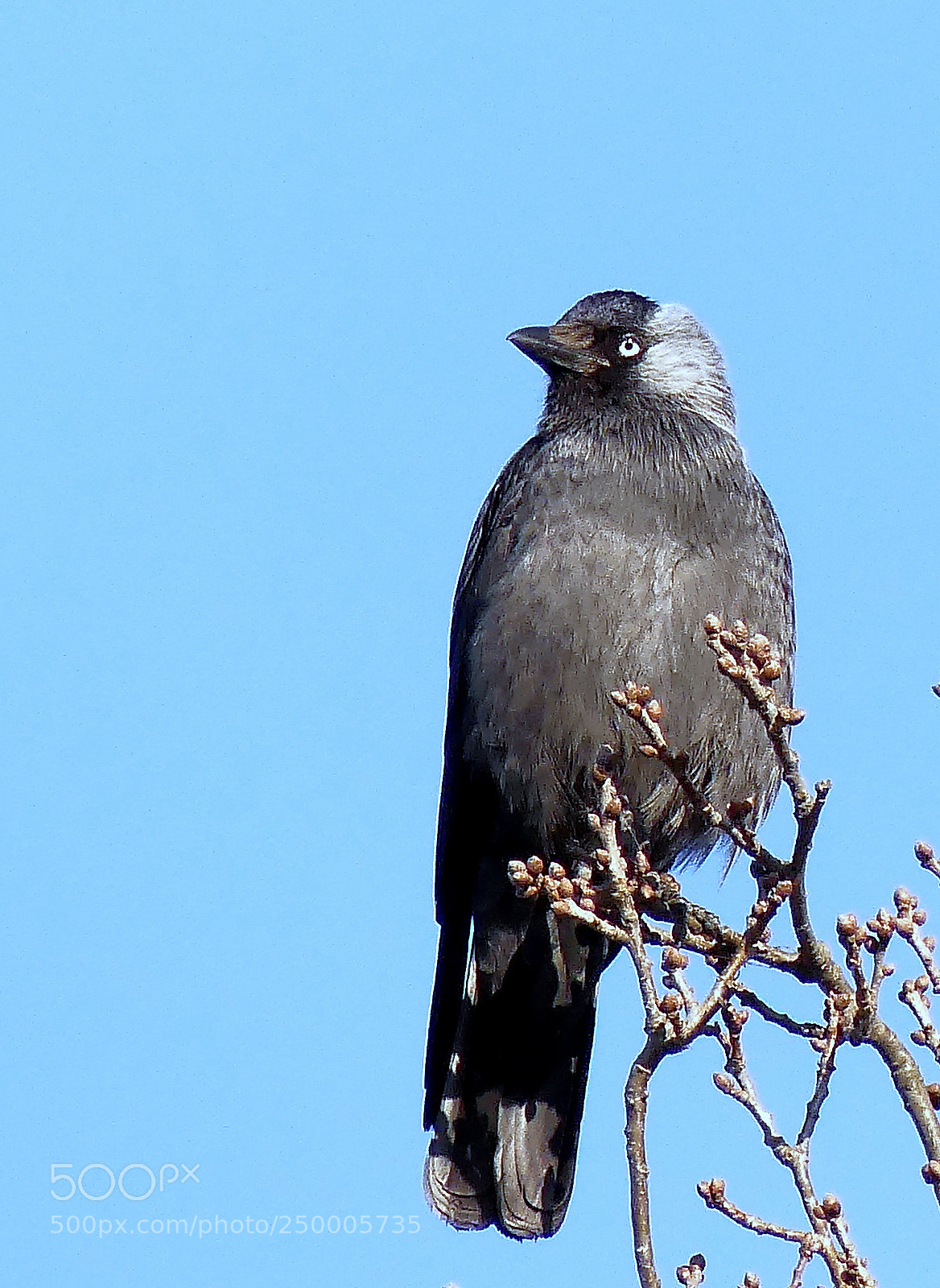 Panasonic Lumix DMC-FZ300 sample photo. Jackdaw...(coloeus monedula) photography