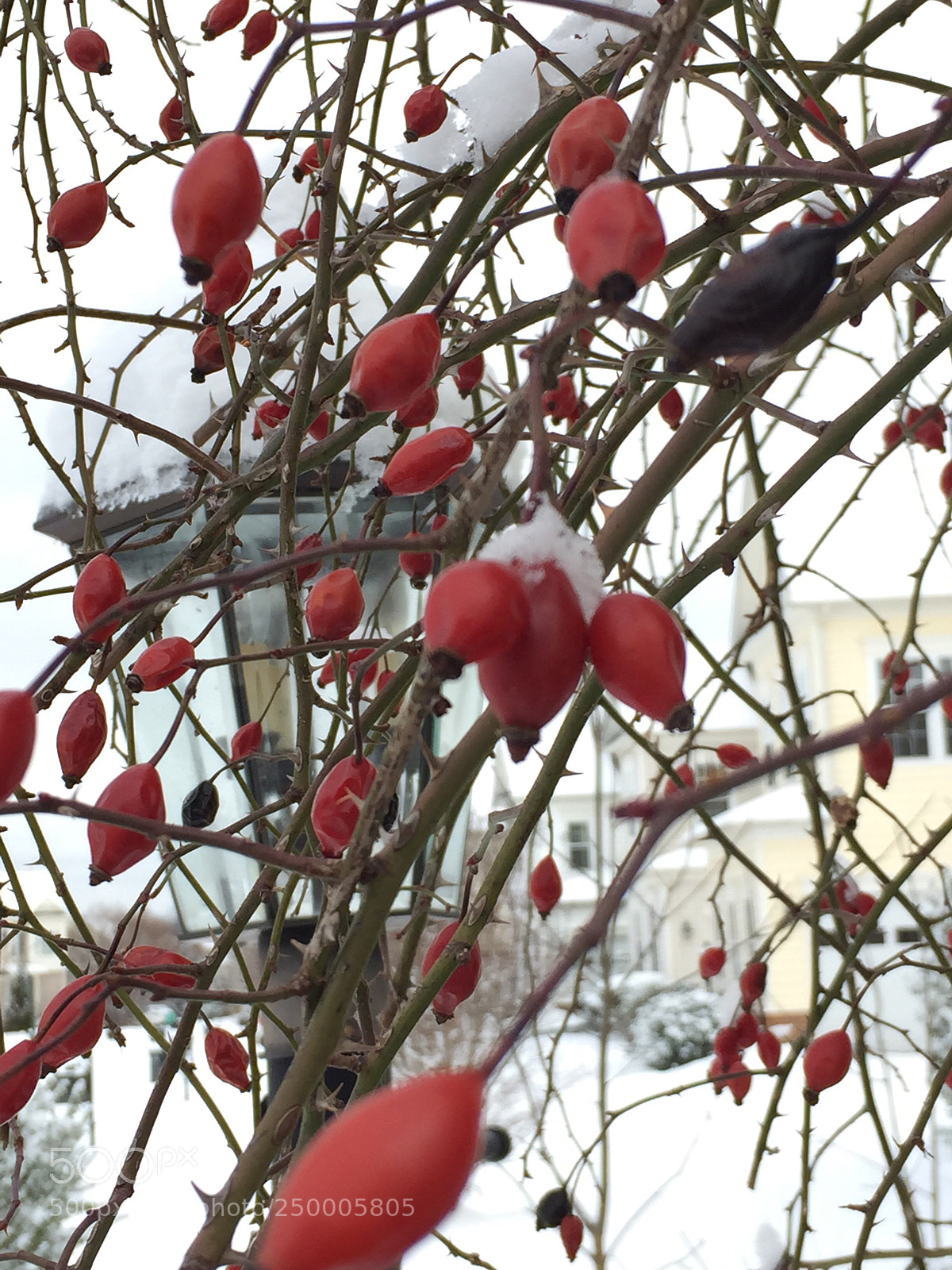 Apple iPhone 6 sample photo. Untitled photography
