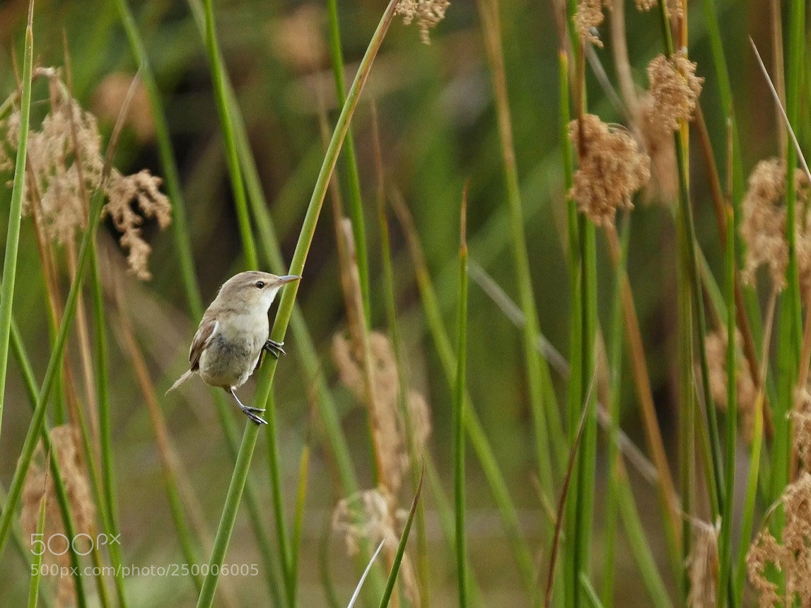 Panasonic Lumix DMC-GH4 sample photo. Fairly wren photography