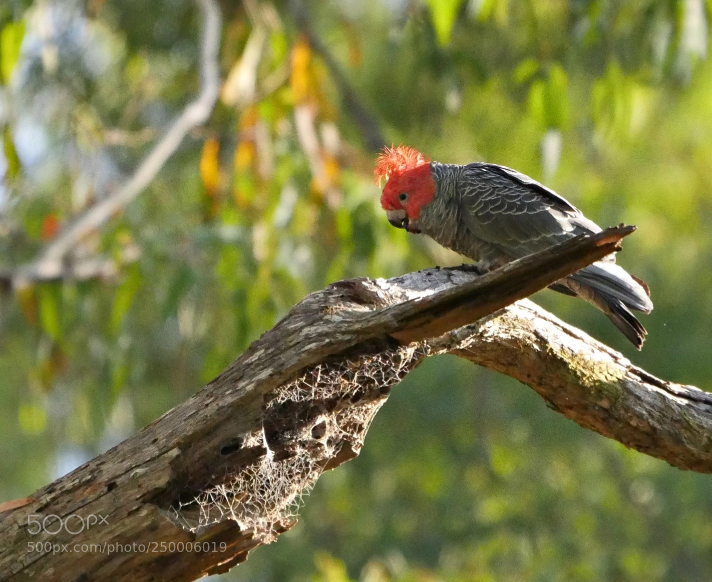 Panasonic Lumix DMC-GH4 sample photo. Black cockatoo photography