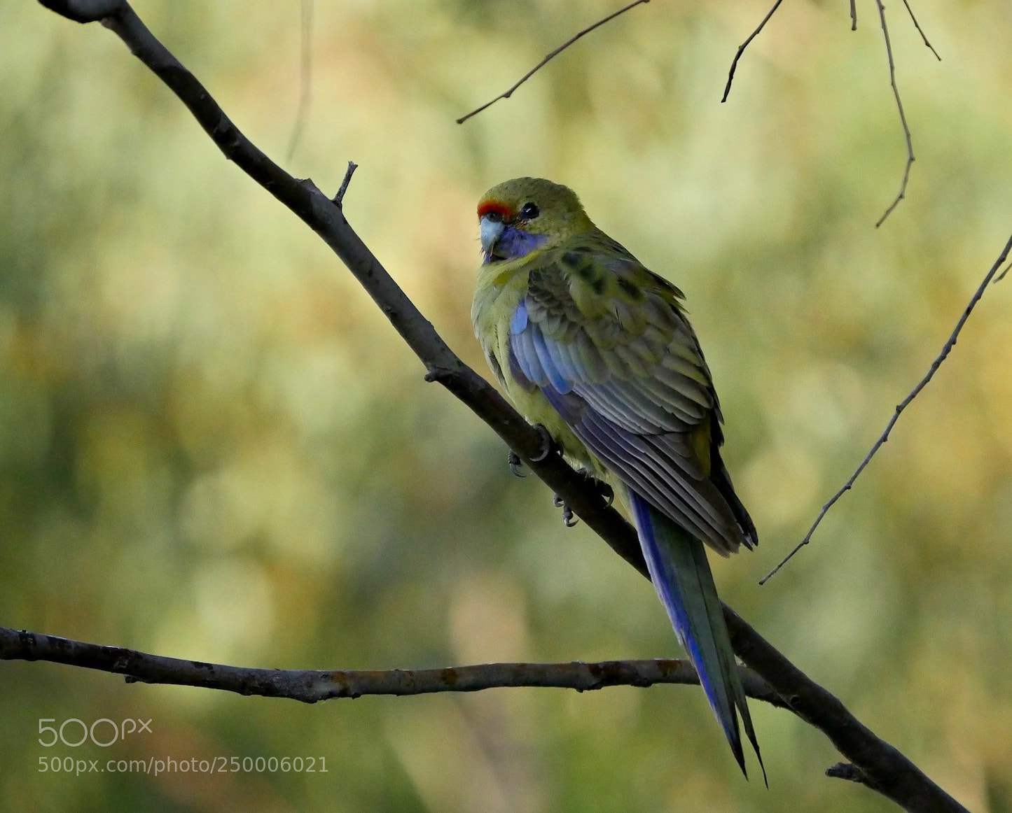 Panasonic Lumix DMC-GH4 sample photo. Yellow rosella photography