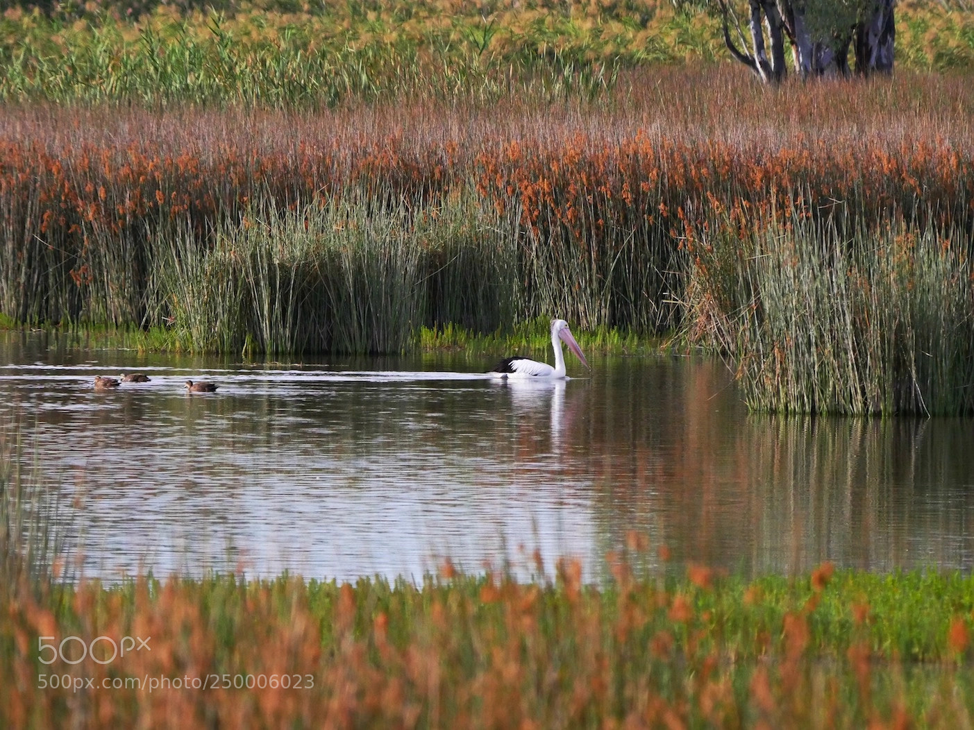 Panasonic Lumix DMC-GH4 sample photo. Pelican in the wilderness photography