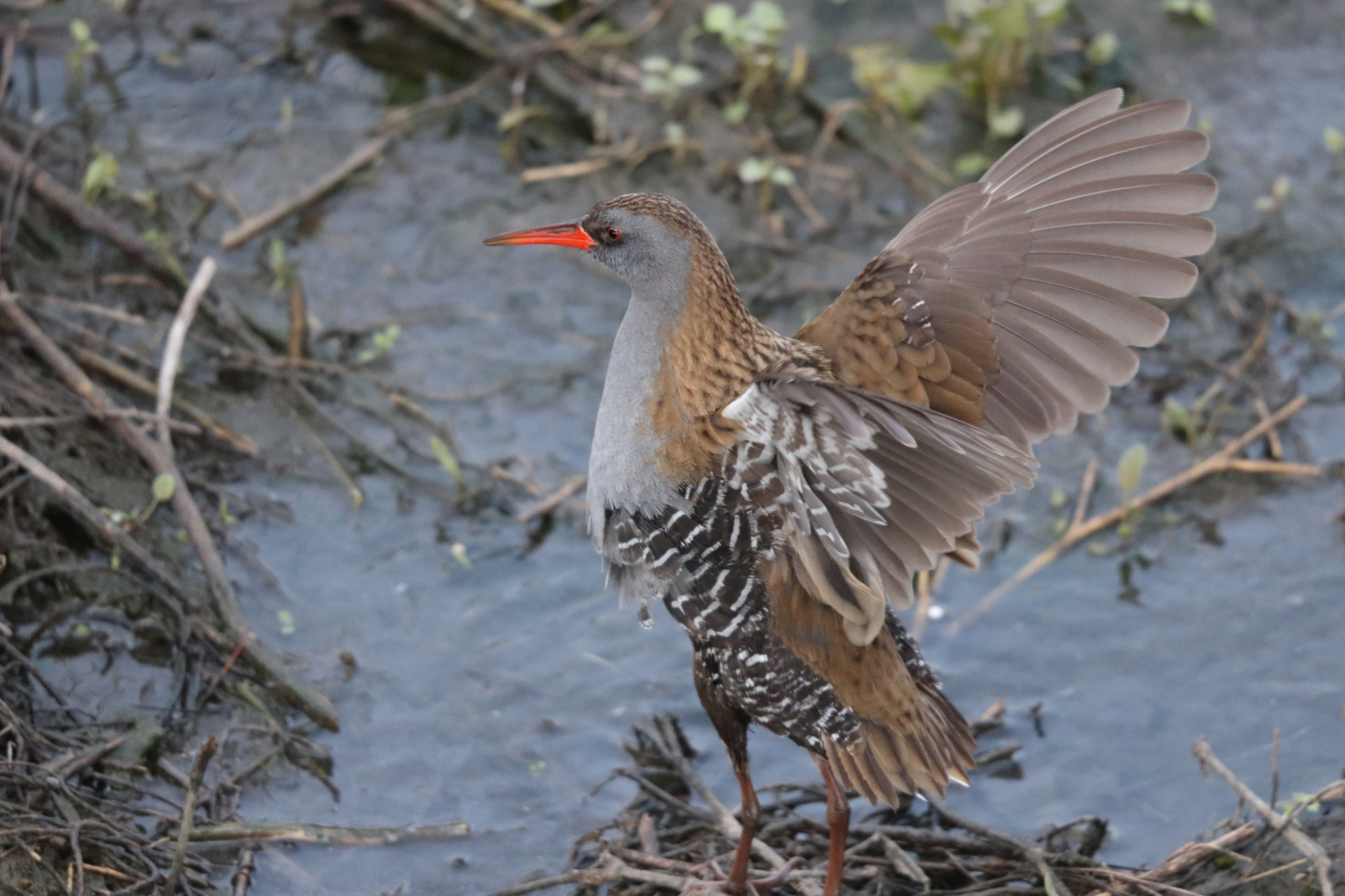 Sigma 150-600mm F5-6.3 DG OS HSM | S sample photo. Porciglione photography