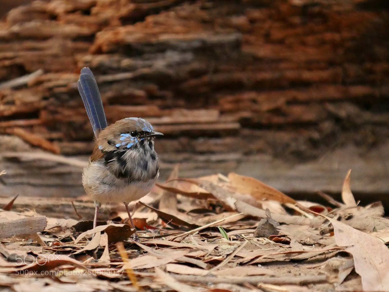 Panasonic Lumix DMC-GH4 sample photo. Fairy wren ( mali) photography