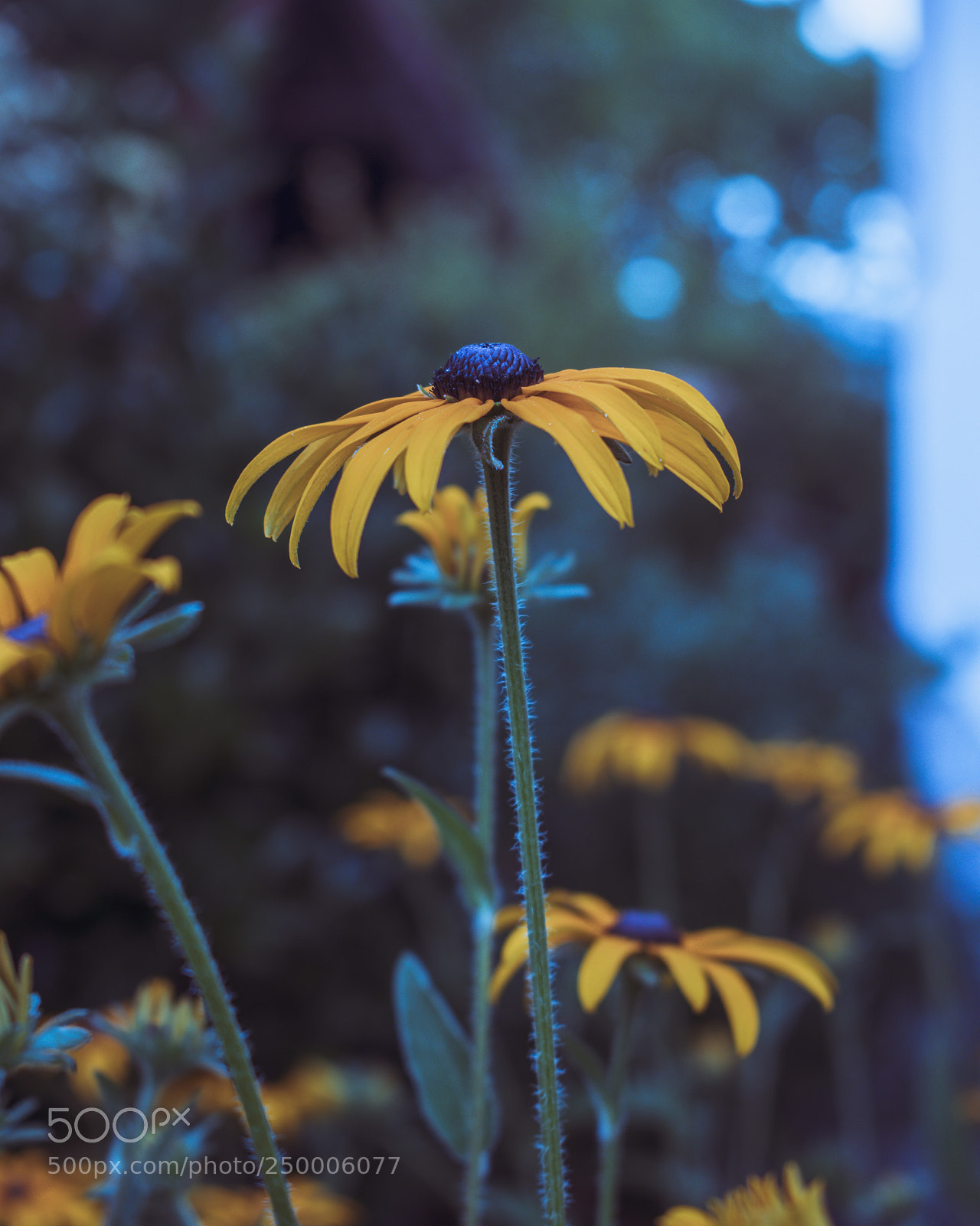 Nikon D5300 sample photo. Blossom photography
