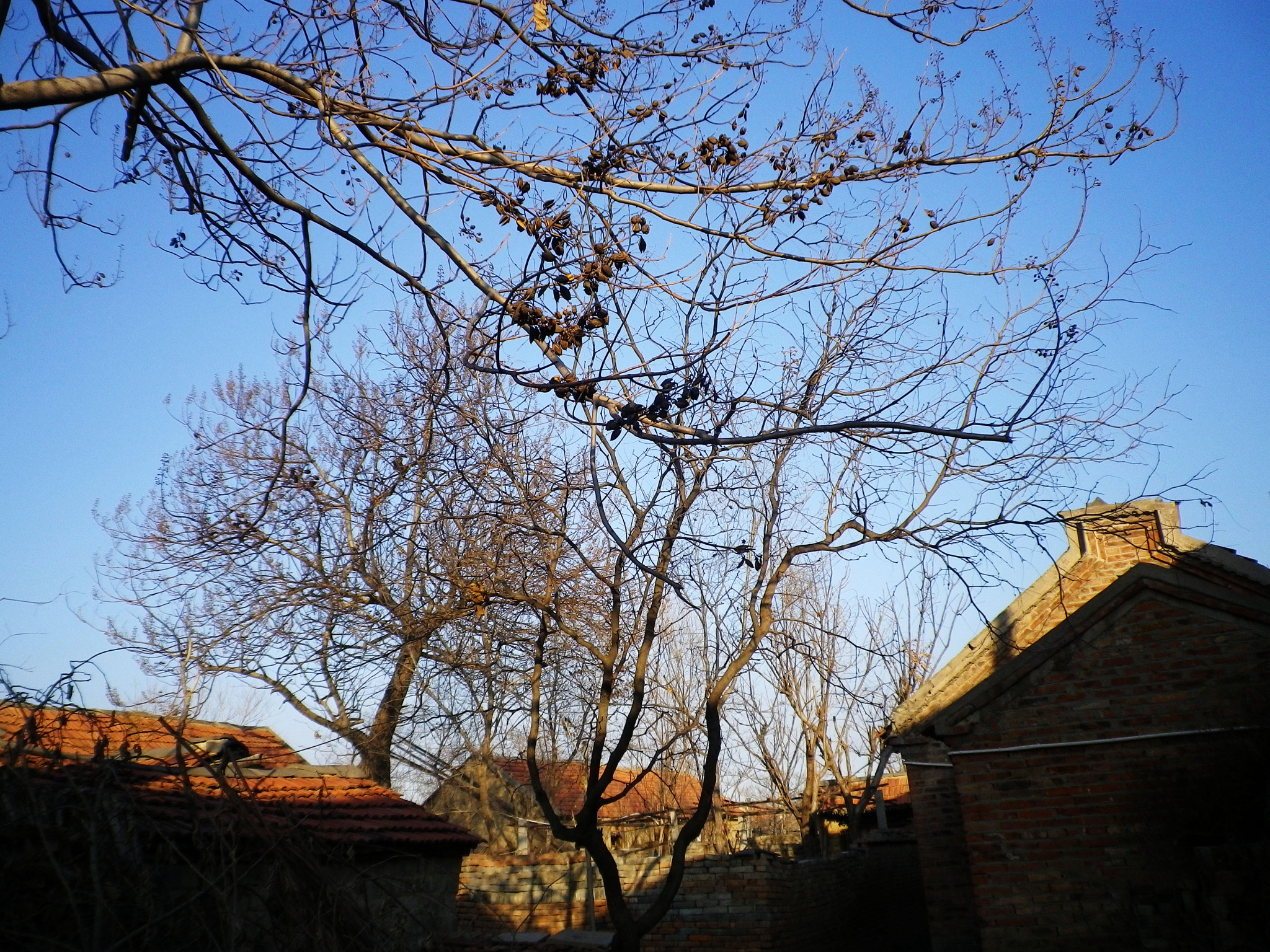 Pentax Optio H90 sample photo. 夕照 photography