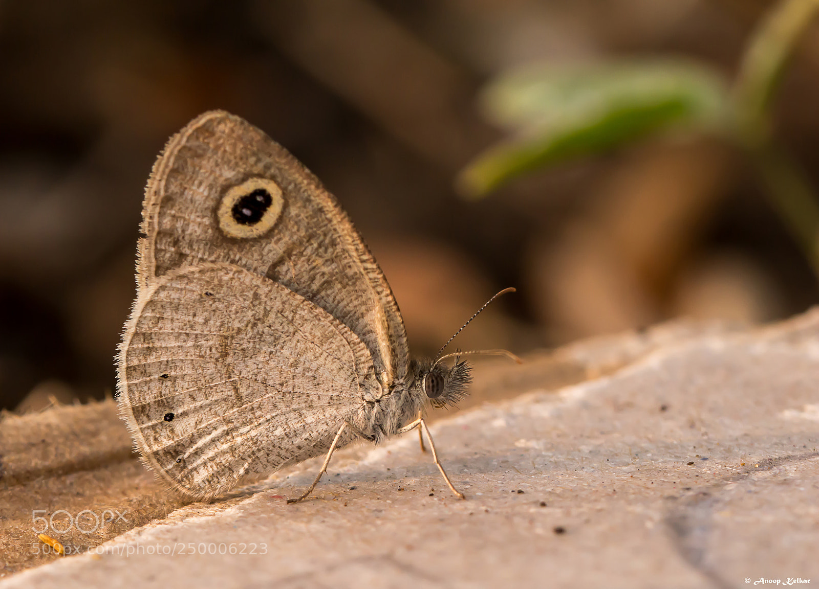 Canon EOS 700D (EOS Rebel T5i / EOS Kiss X7i) sample photo. Small heath photography