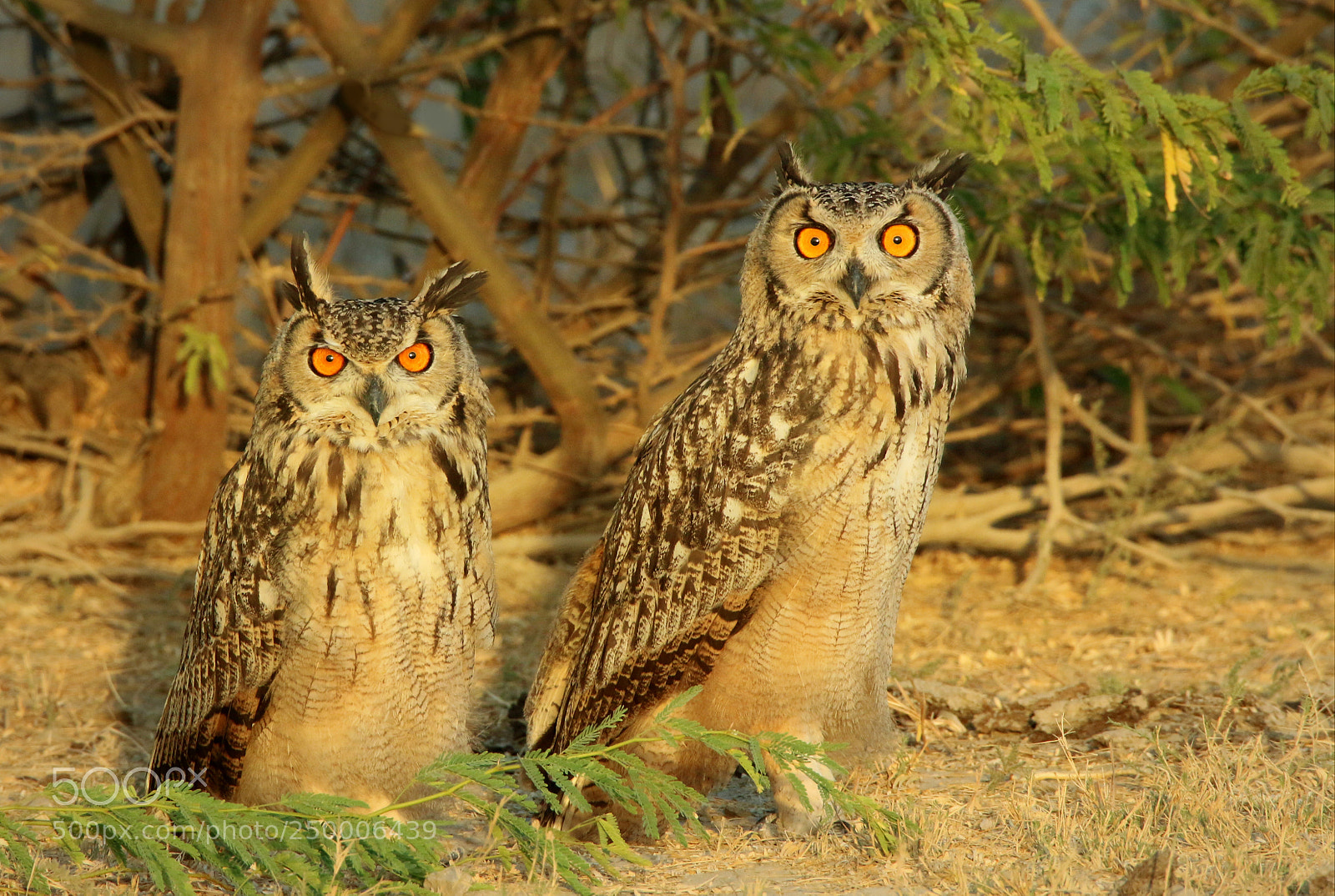 Canon EOS 70D sample photo. Eagle owls photography