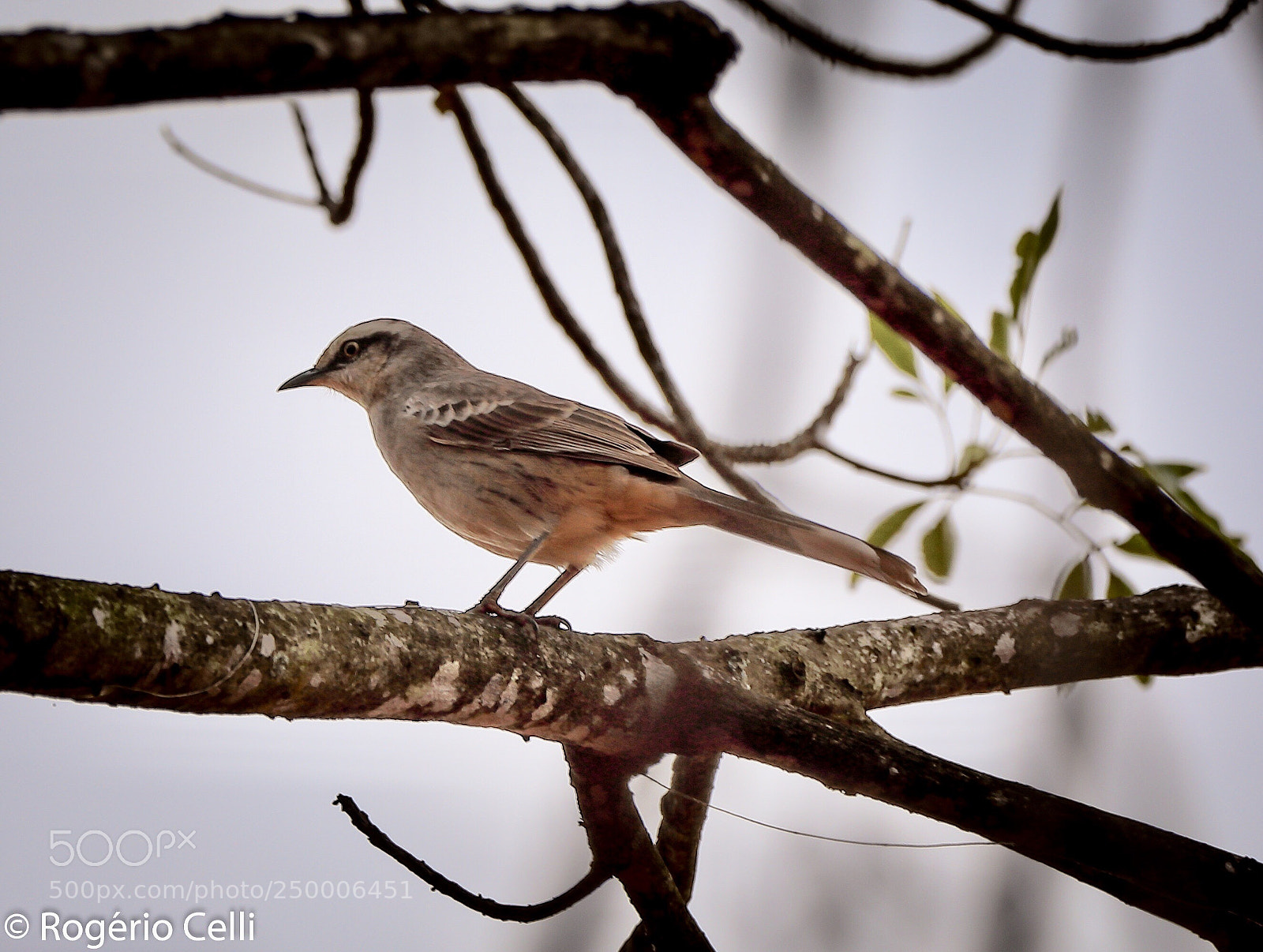 Canon EOS 5D Mark IV sample photo. Nature vibes | birds photography