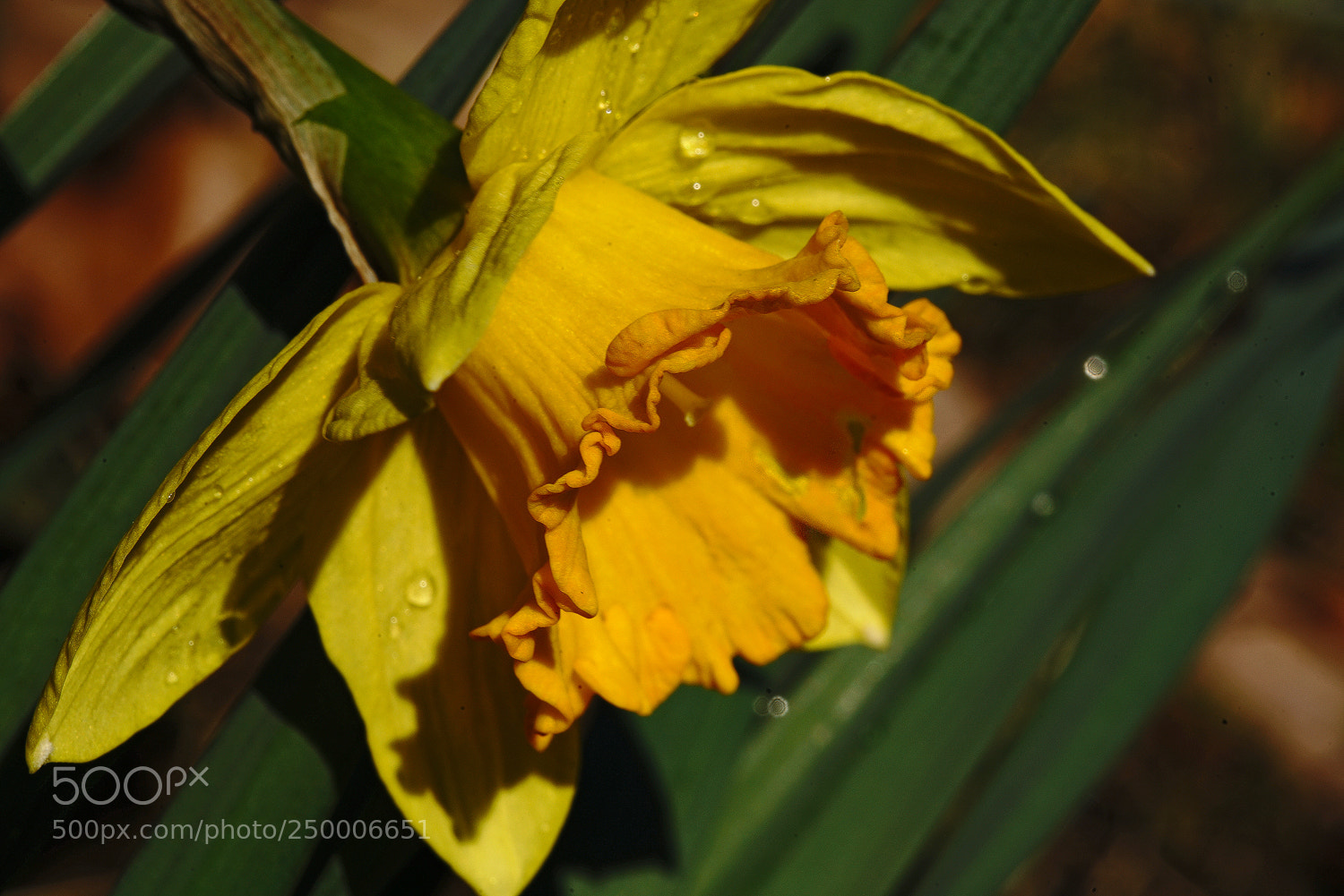 Sony a7R II sample photo. Golden trumpet photography