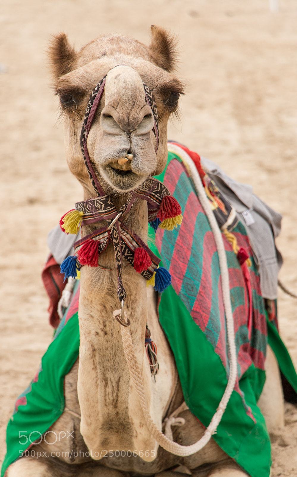 Canon EOS 70D sample photo. Camel photography