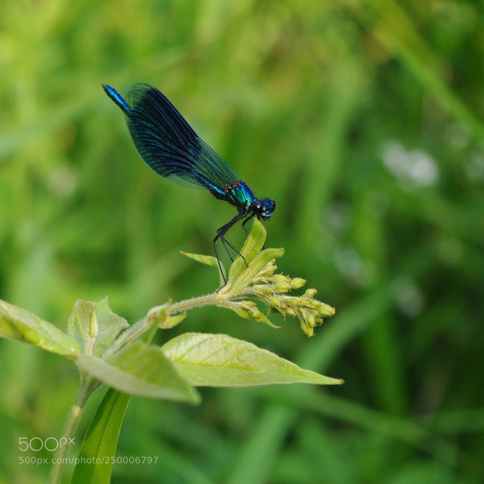 Pentax K200D sample photo. Untitled photography