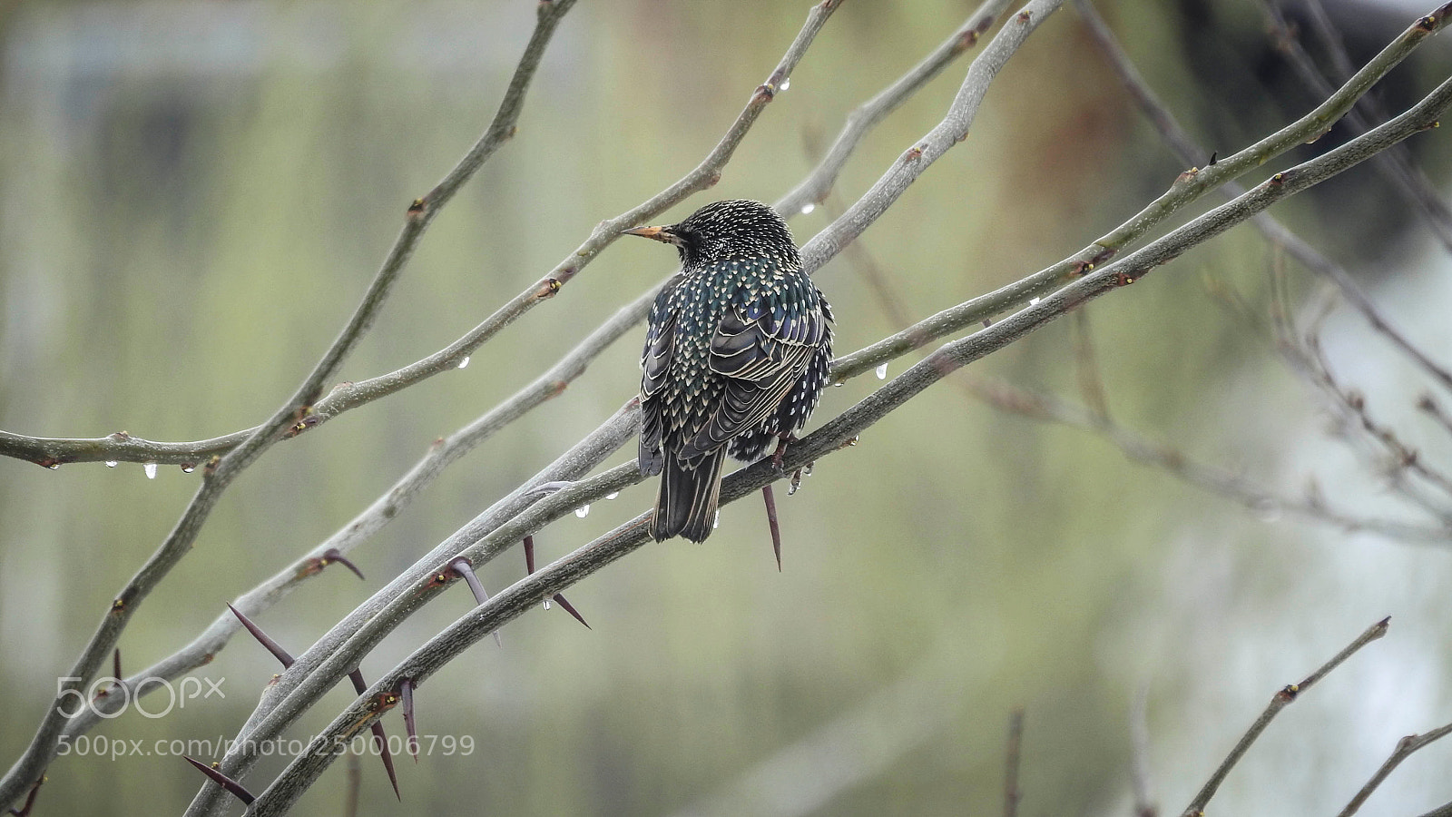 Nikon Coolpix P900 sample photo. Drops and starling photography