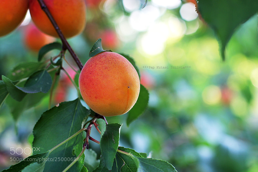 Canon EOS 60D sample photo. Apricot photography