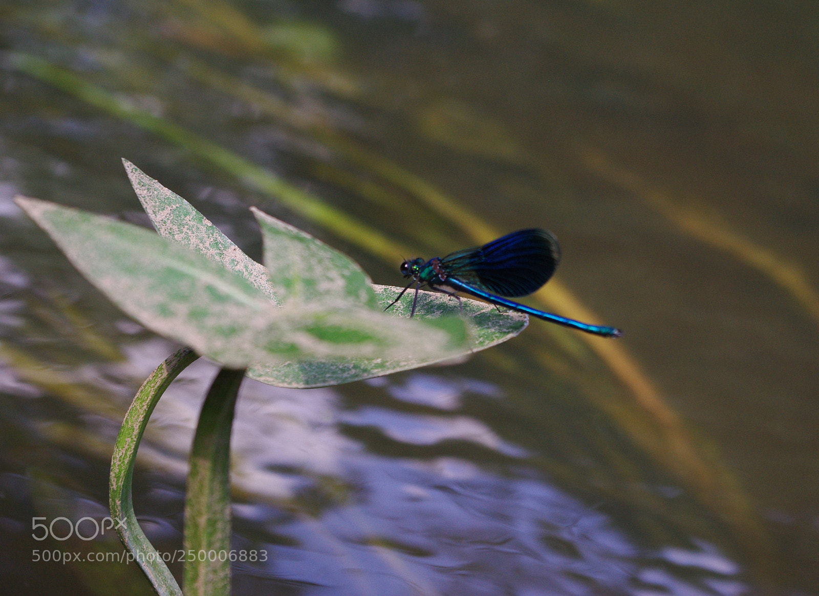 Pentax K200D sample photo. Untitled photography