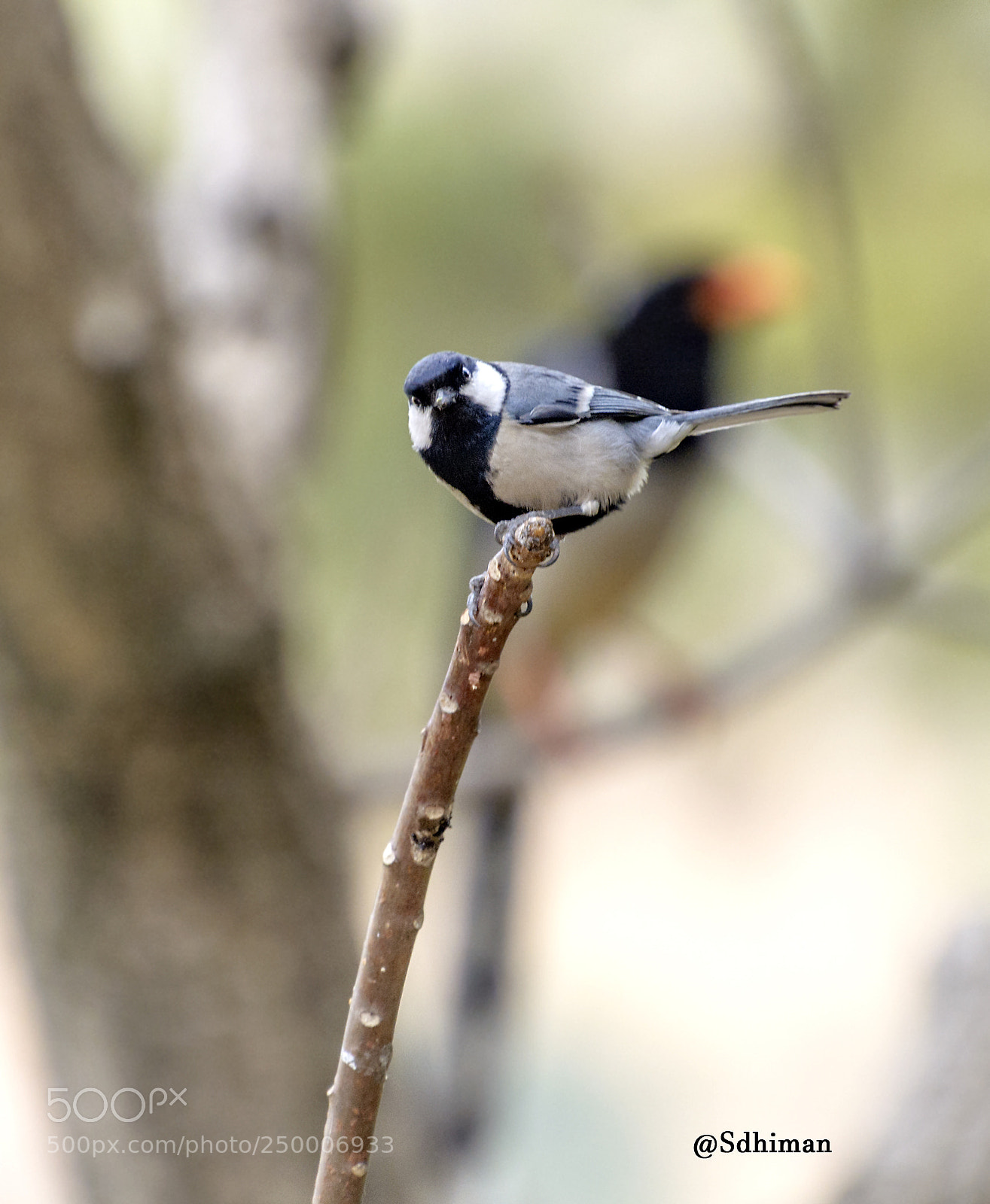 Nikon D5200 sample photo. Cinereous tit photography