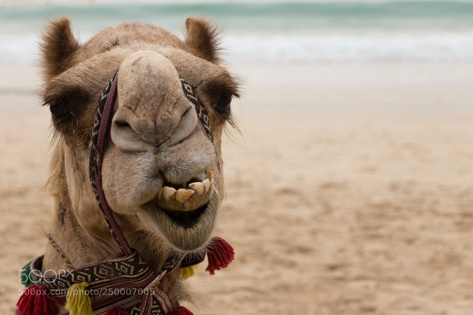 Canon EOS 70D sample photo. Camel selfie photography