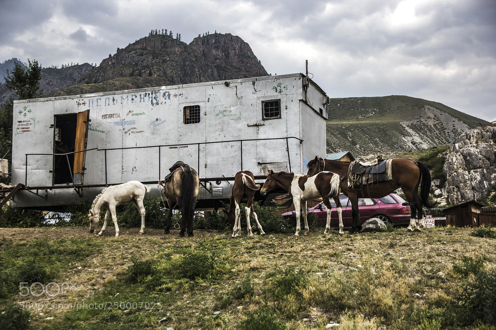Canon EOS 60D sample photo. Altai horses photography