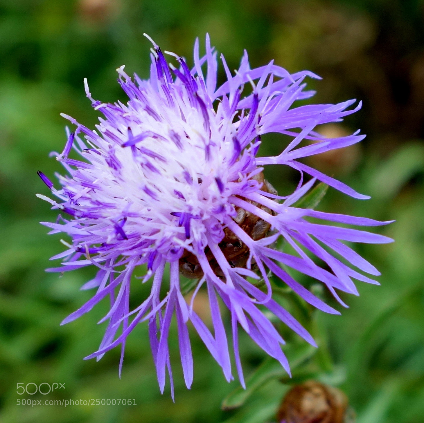 Sony Cyber-shot DSC-RX100 II sample photo. () cvp lot photography
