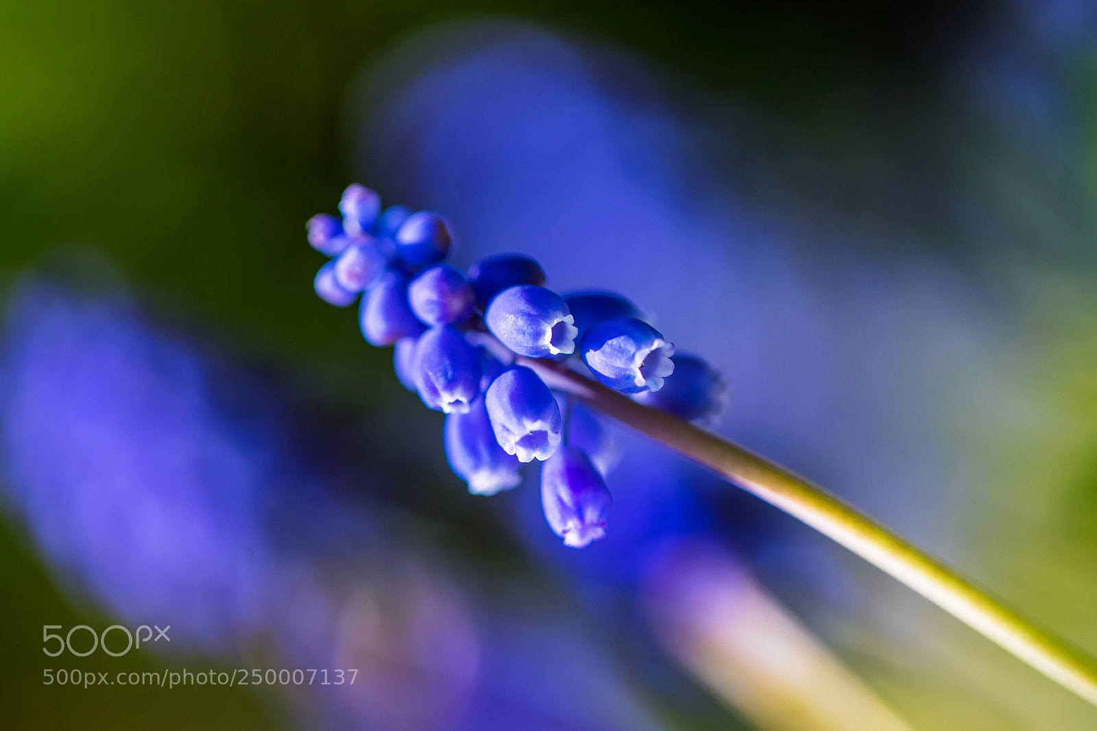 Canon EOS 5D Mark IV sample photo. Muscari photography