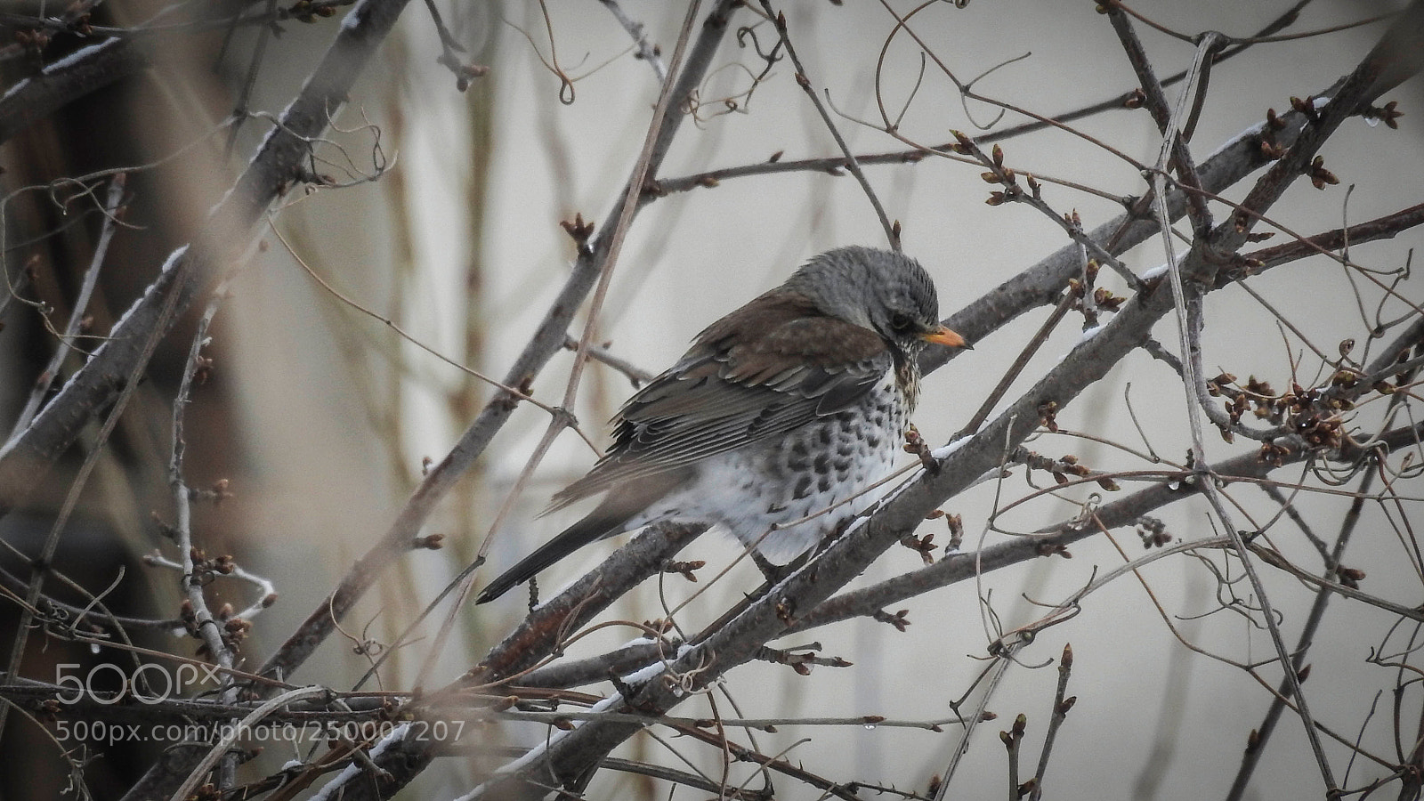 Nikon Coolpix P900 sample photo. Fieldfare photography