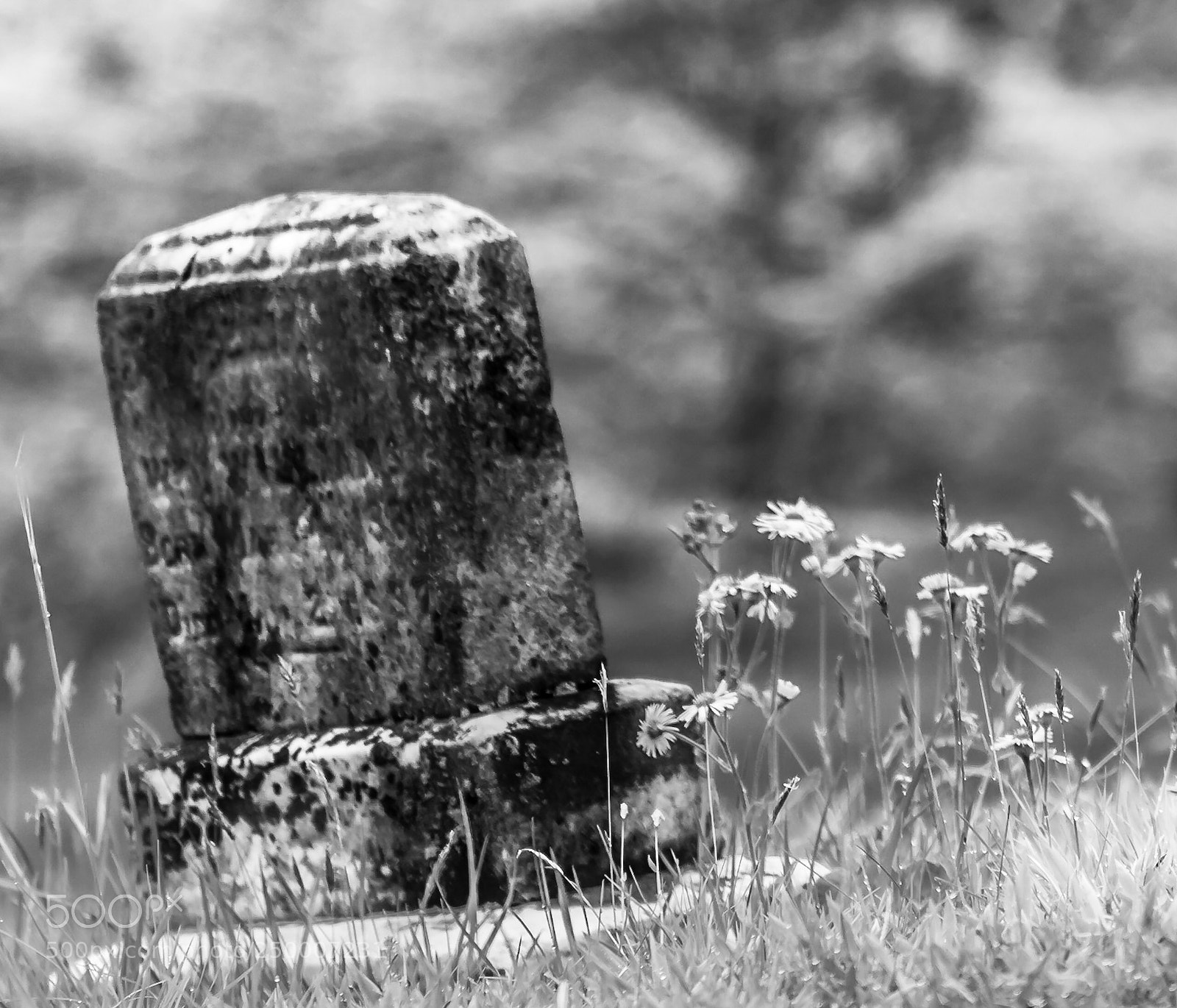 Nikon D5500 sample photo. Pushing up daisies  photography
