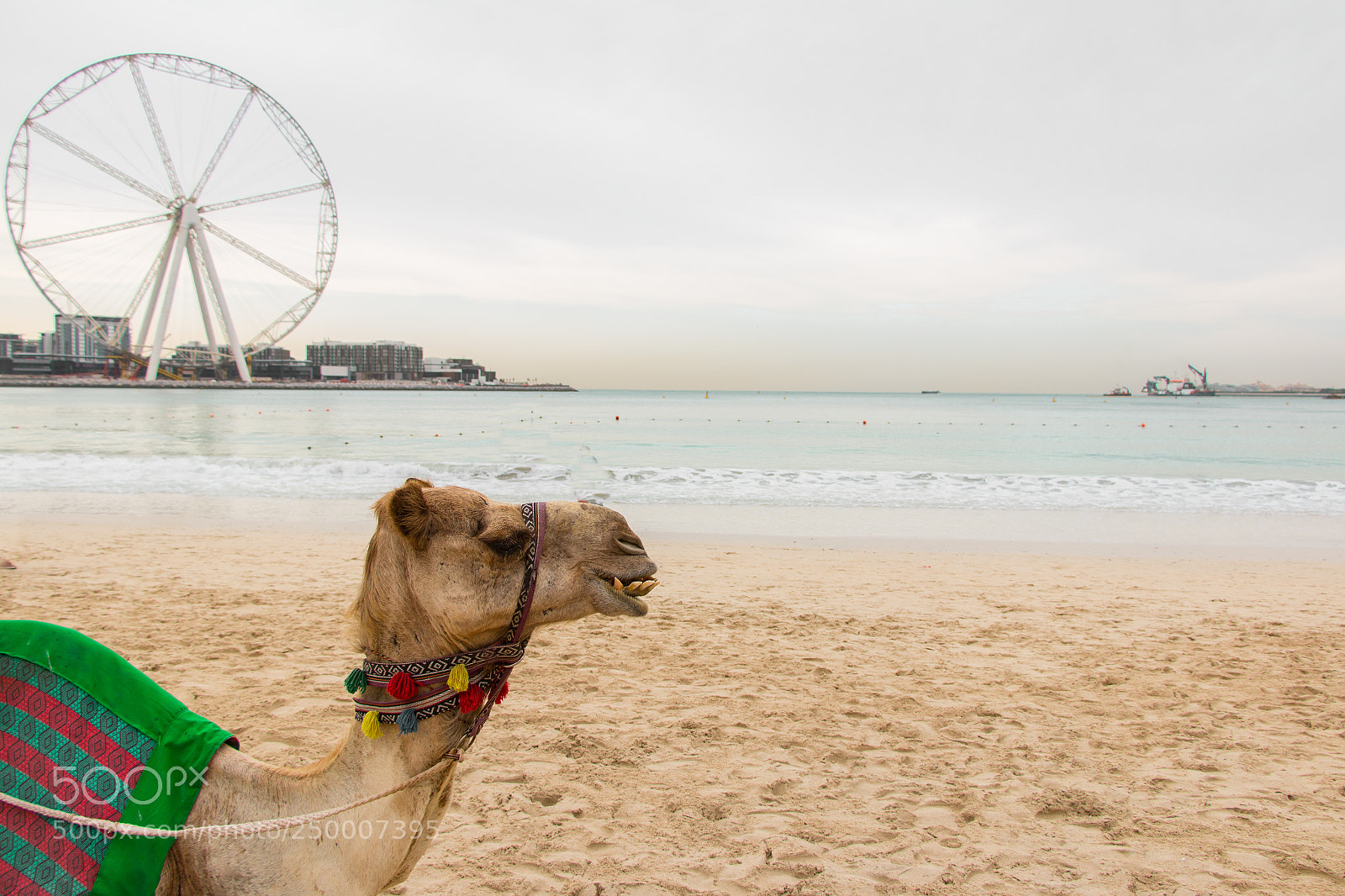 Canon EOS 70D sample photo. Camel on the beach photography