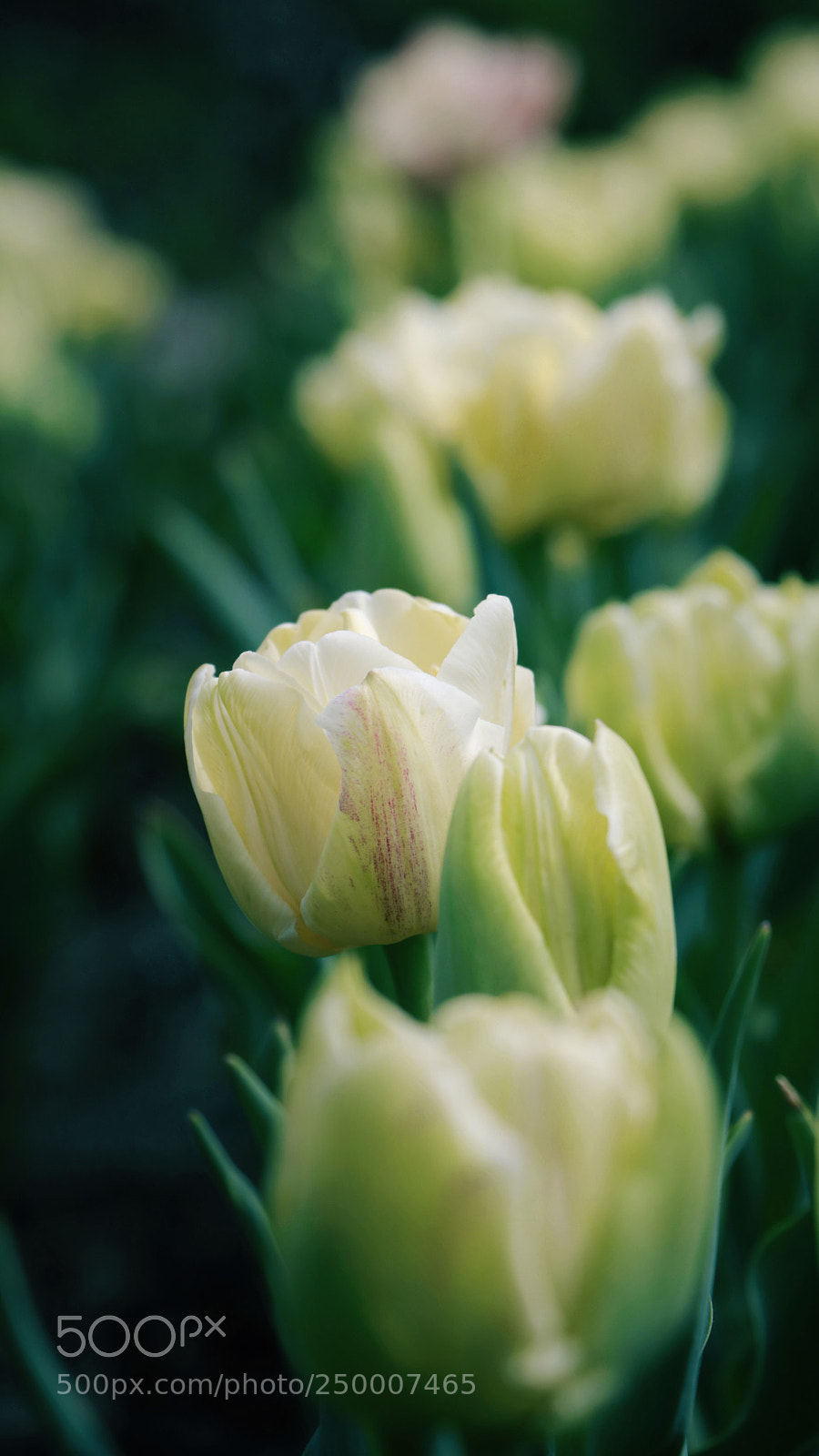 Canon EOS 750D (EOS Rebel T6i / EOS Kiss X8i) sample photo. Flowers road photography