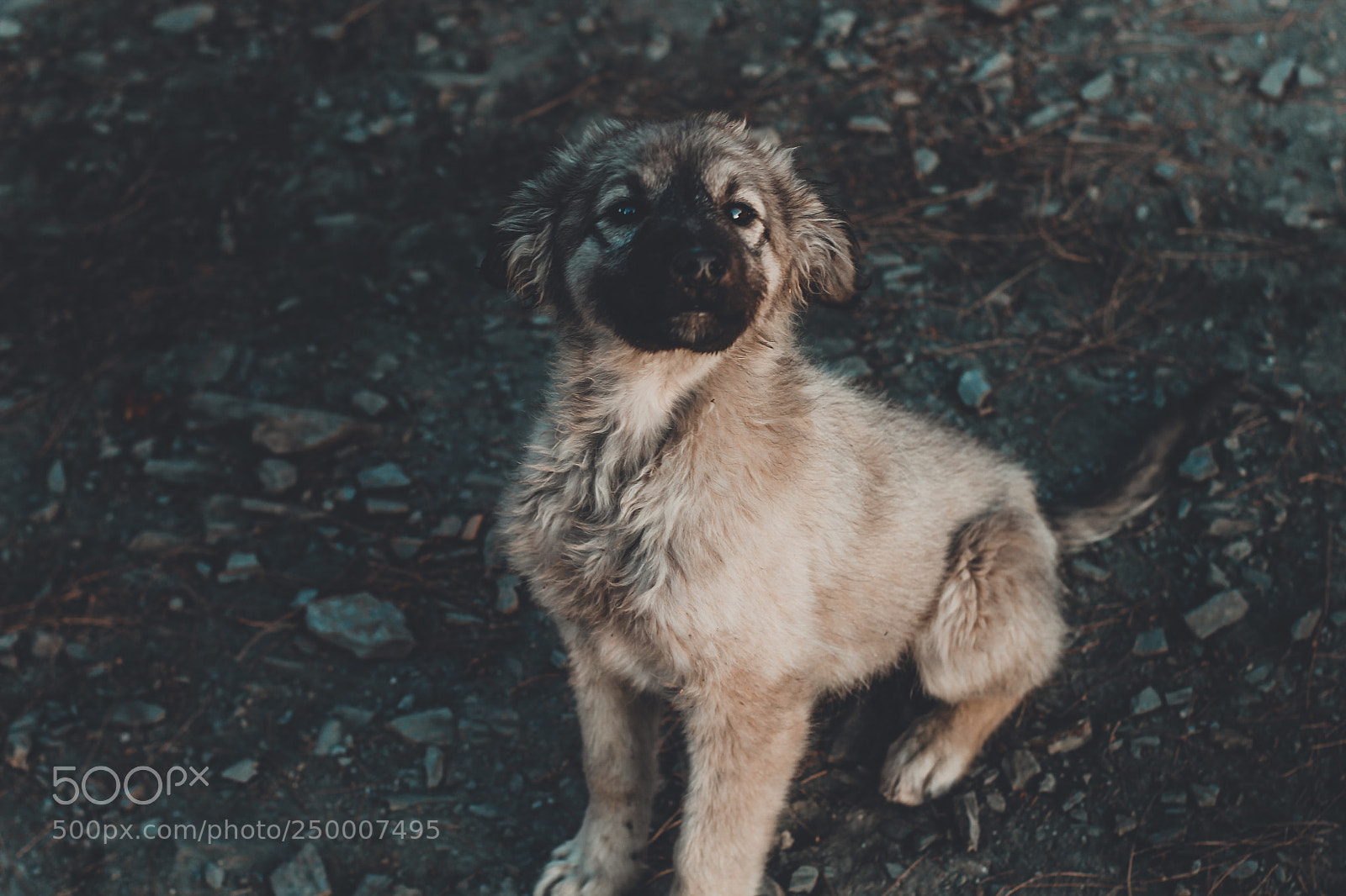 Canon EOS 700D (EOS Rebel T5i / EOS Kiss X7i) sample photo. Cute puppy photography