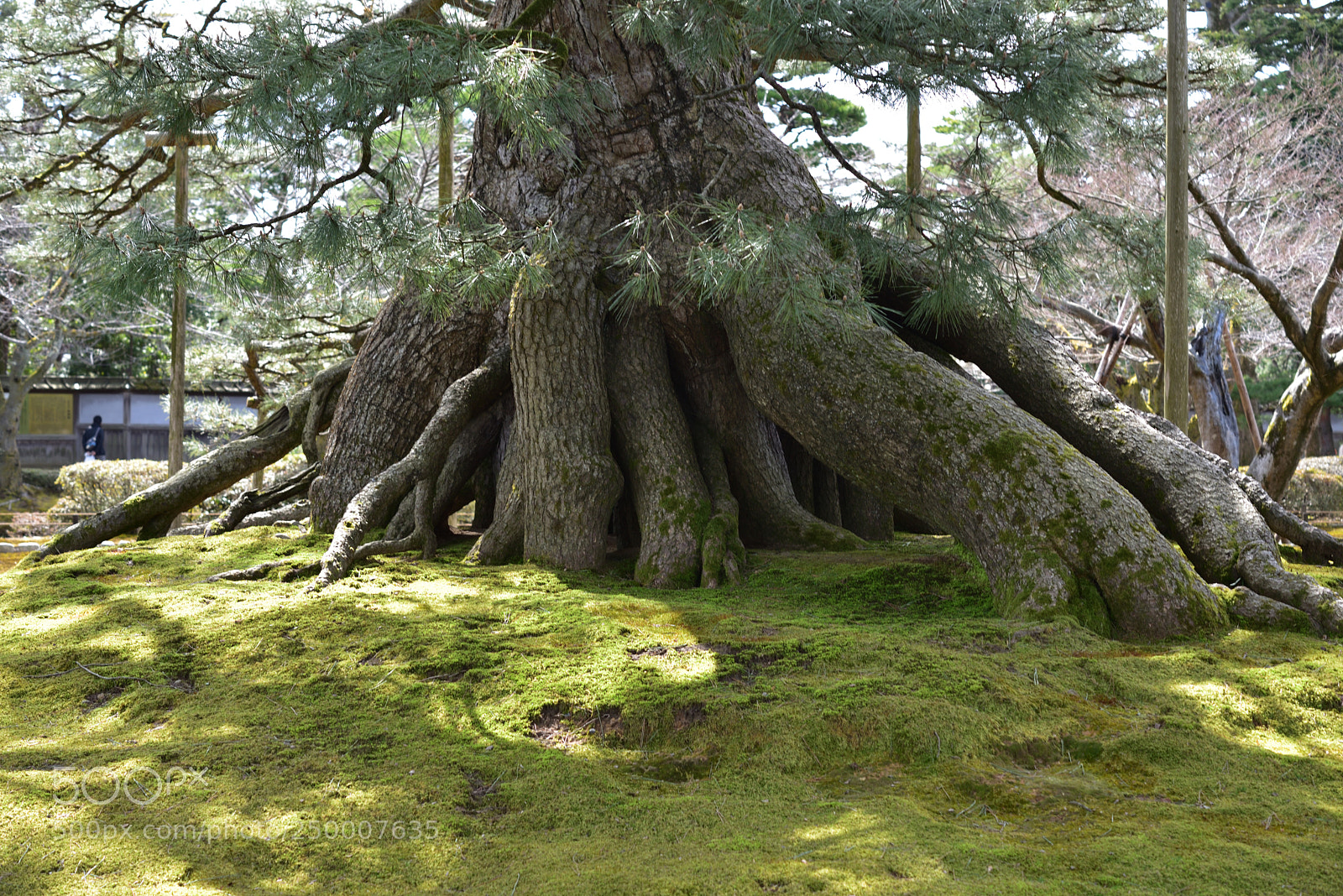 Nikon AF-S Micro-Nikkor 60mm F2.8G ED sample photo. 根上の松 金沢兼六園 photography