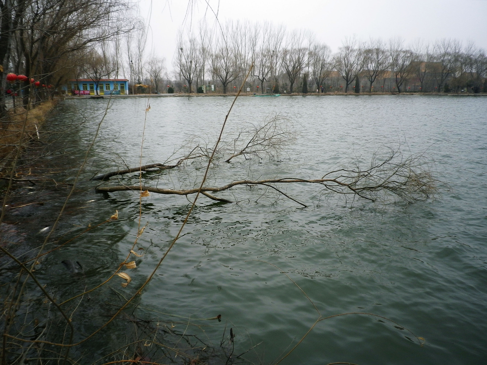 Pentax Optio H90 sample photo. What a cold day photography