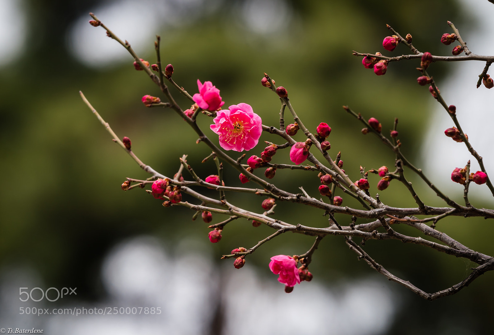 Sony a9 sample photo. Spring in seoul photography