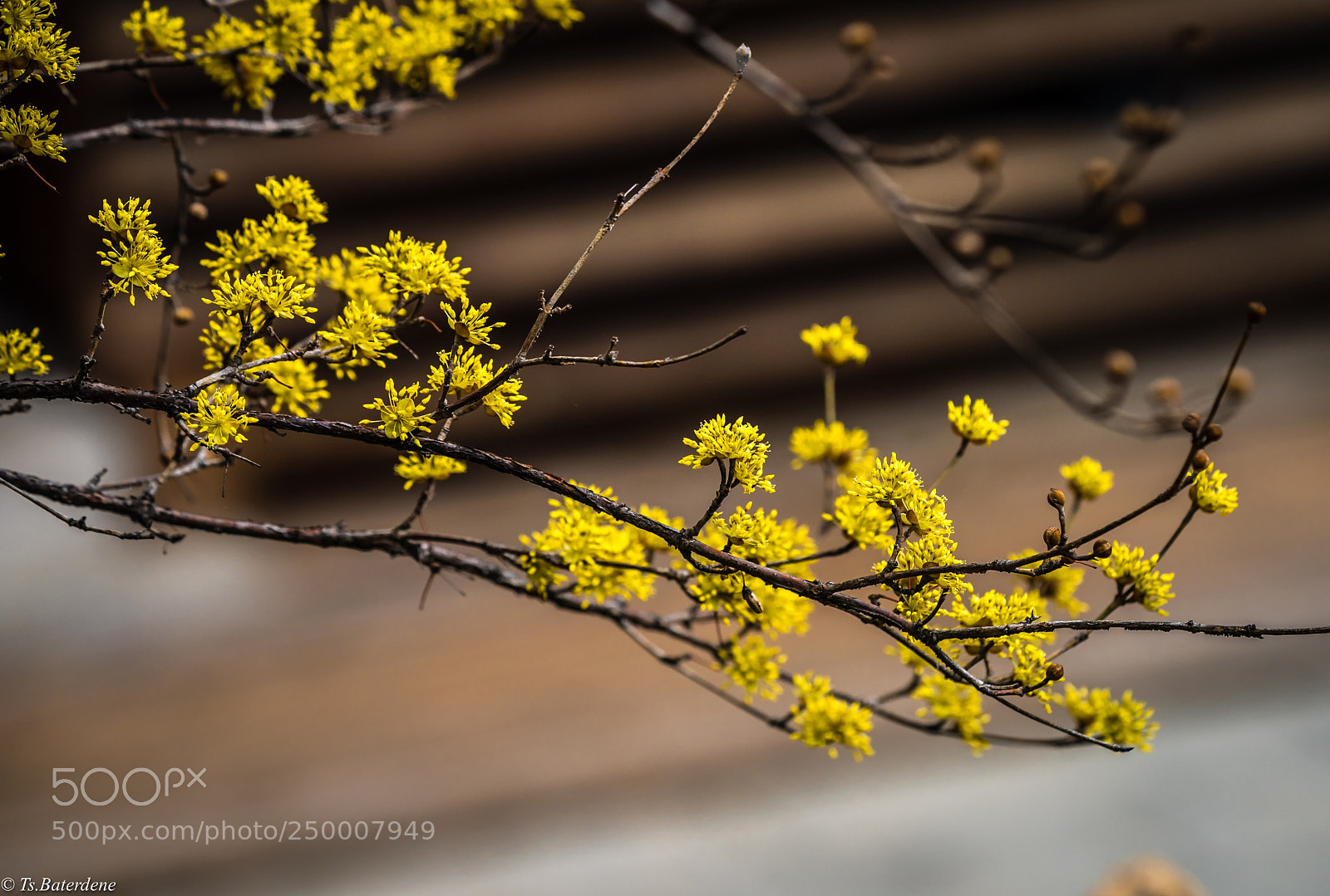 Sony a9 sample photo. Spring in seoul photography
